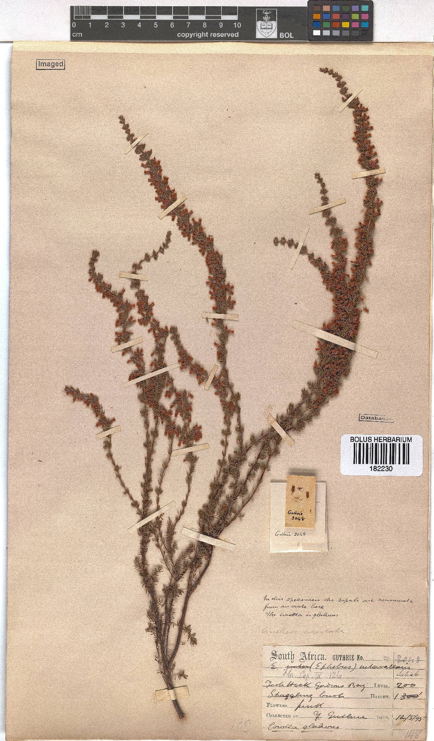 Erica intervallaris image