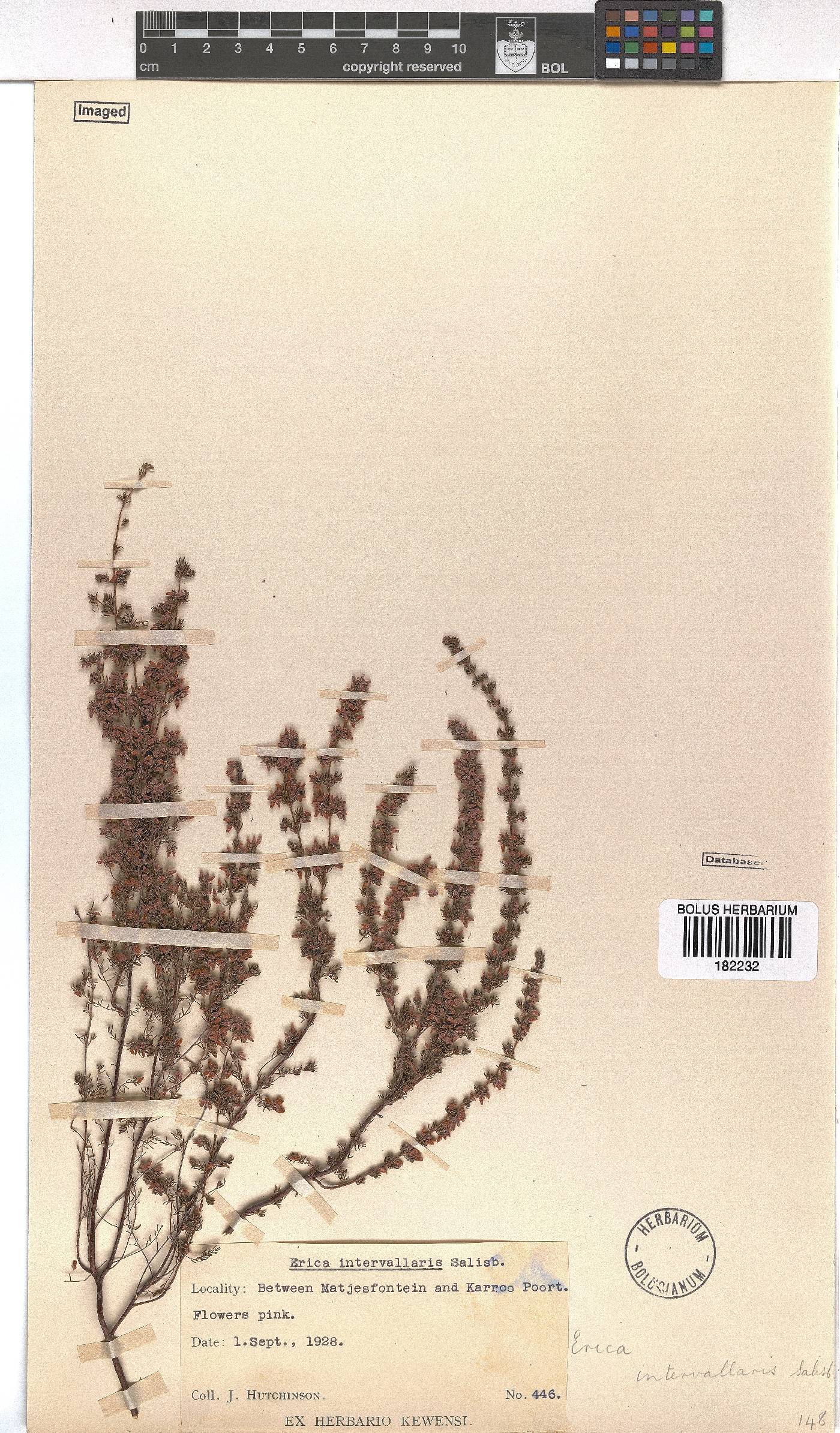 Erica intervallaris image