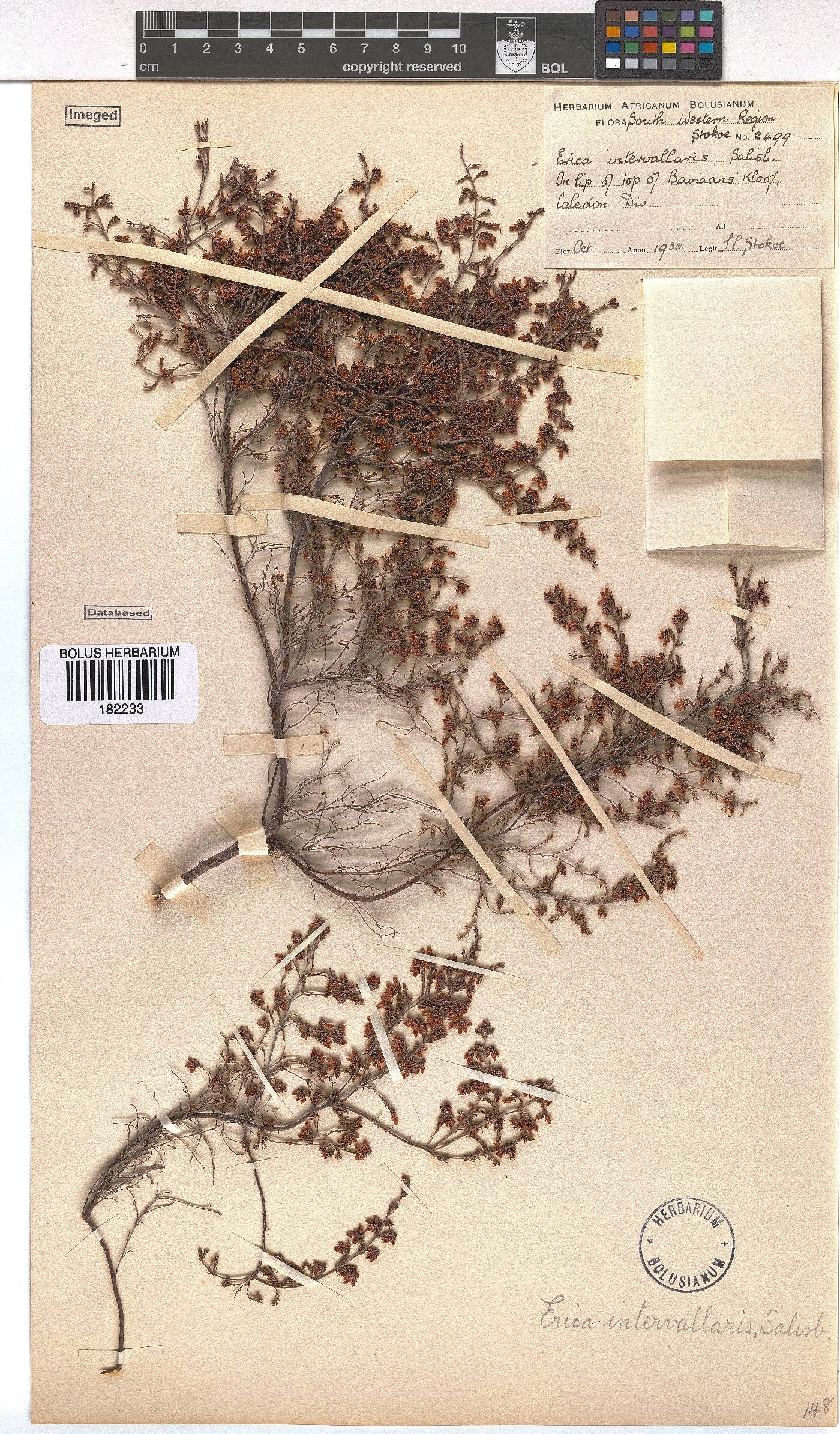 Erica intervallaris image