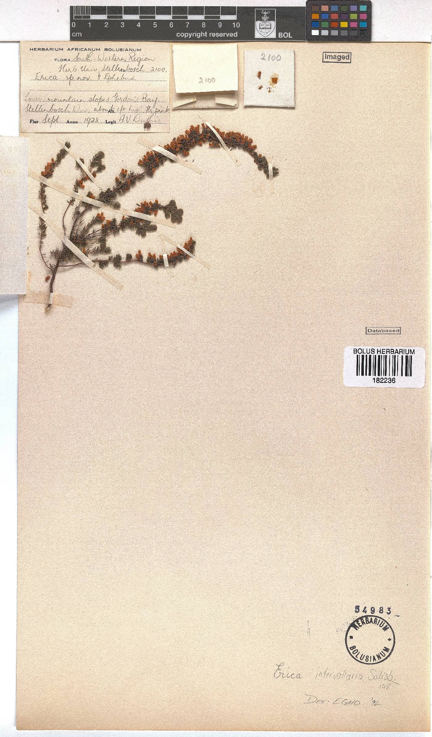 Erica intervallaris image