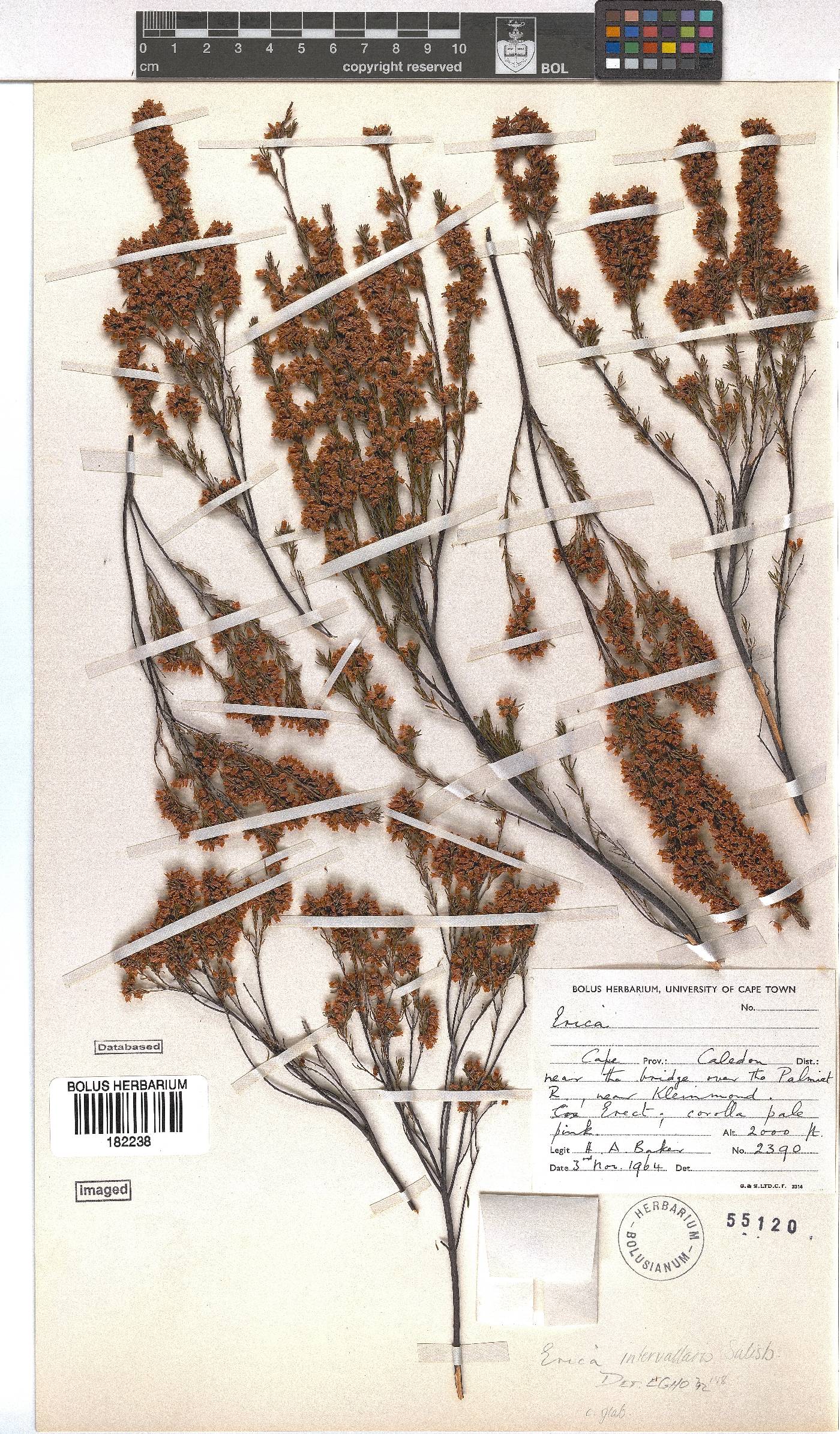 Erica intervallaris image