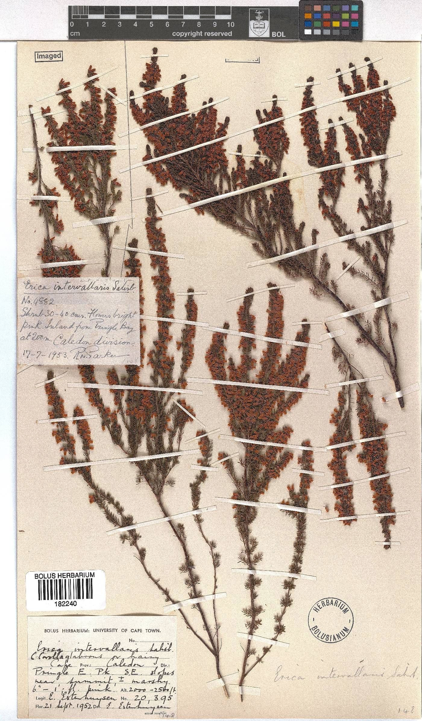 Erica intervallaris image