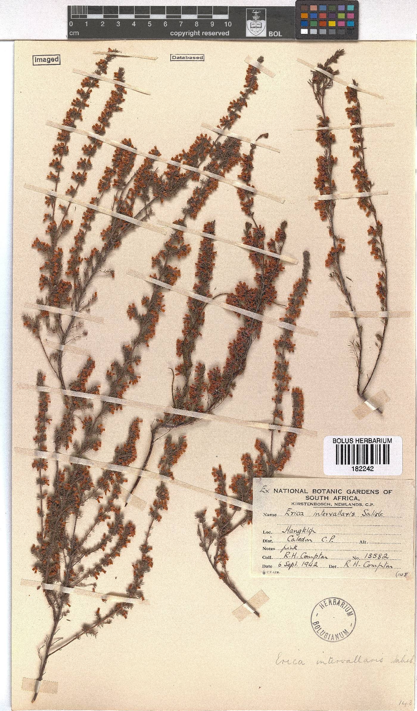 Erica intervallaris image