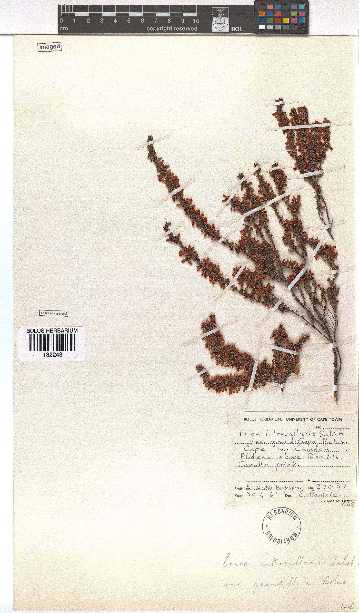 Erica intervallaris var. grandiflora image