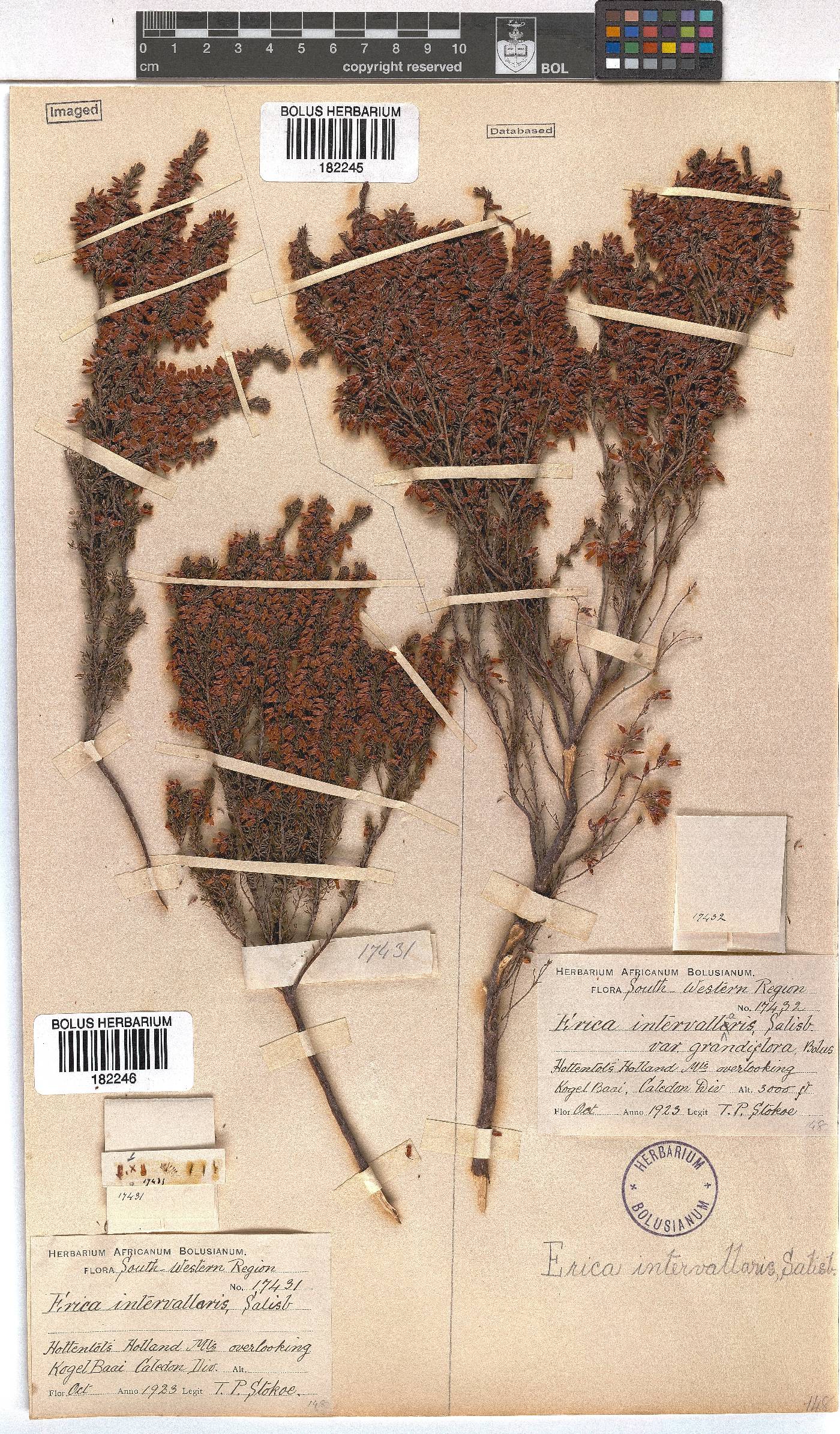 Erica intervallaris image