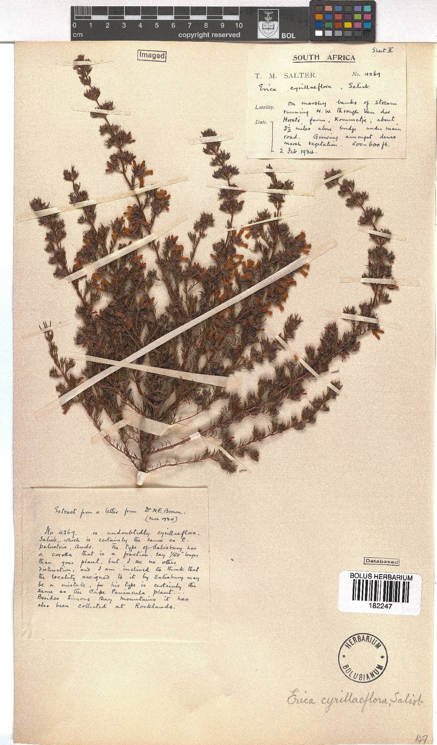 Erica cyrilliflora image