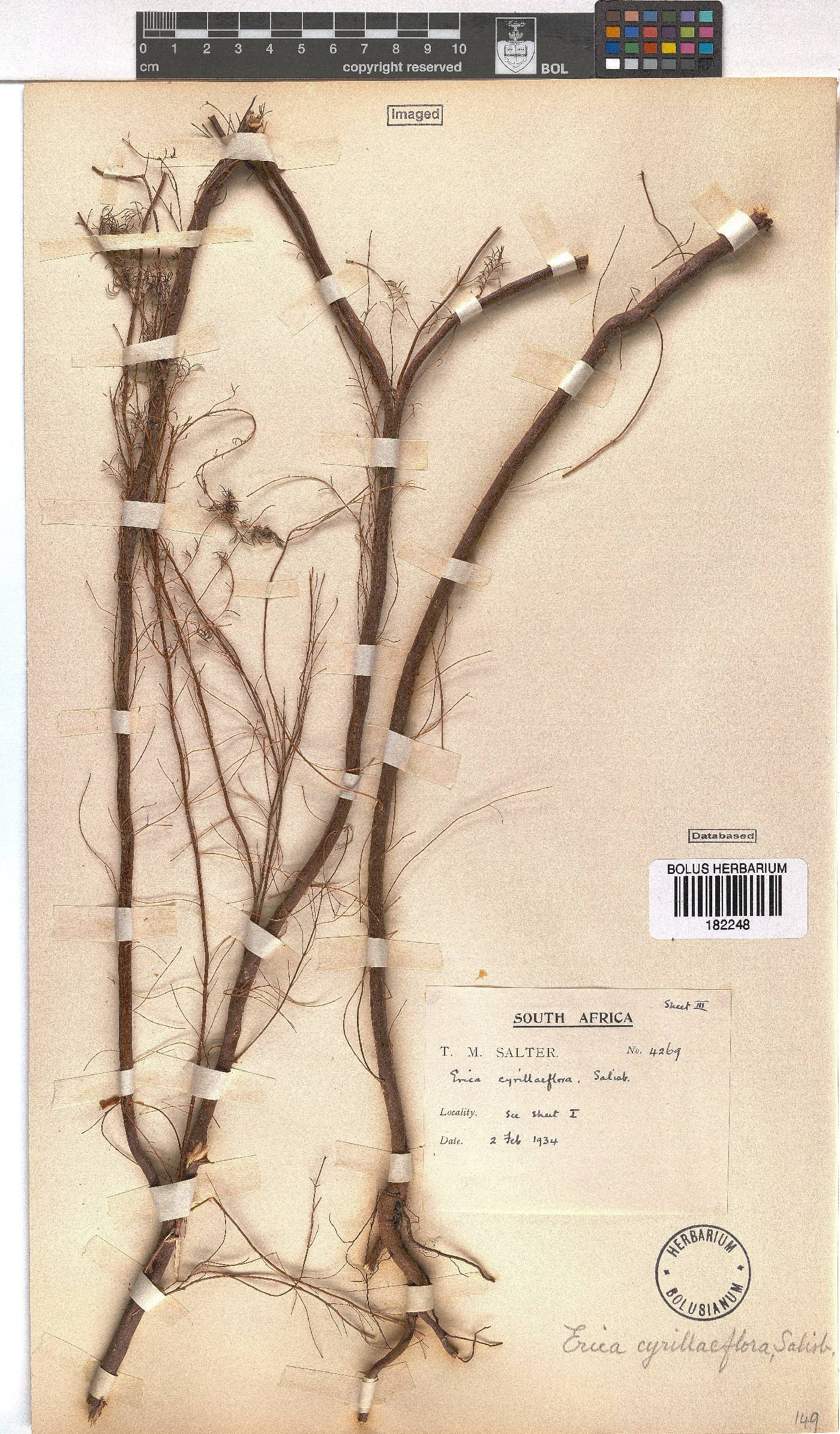 Erica cyrilliflora image