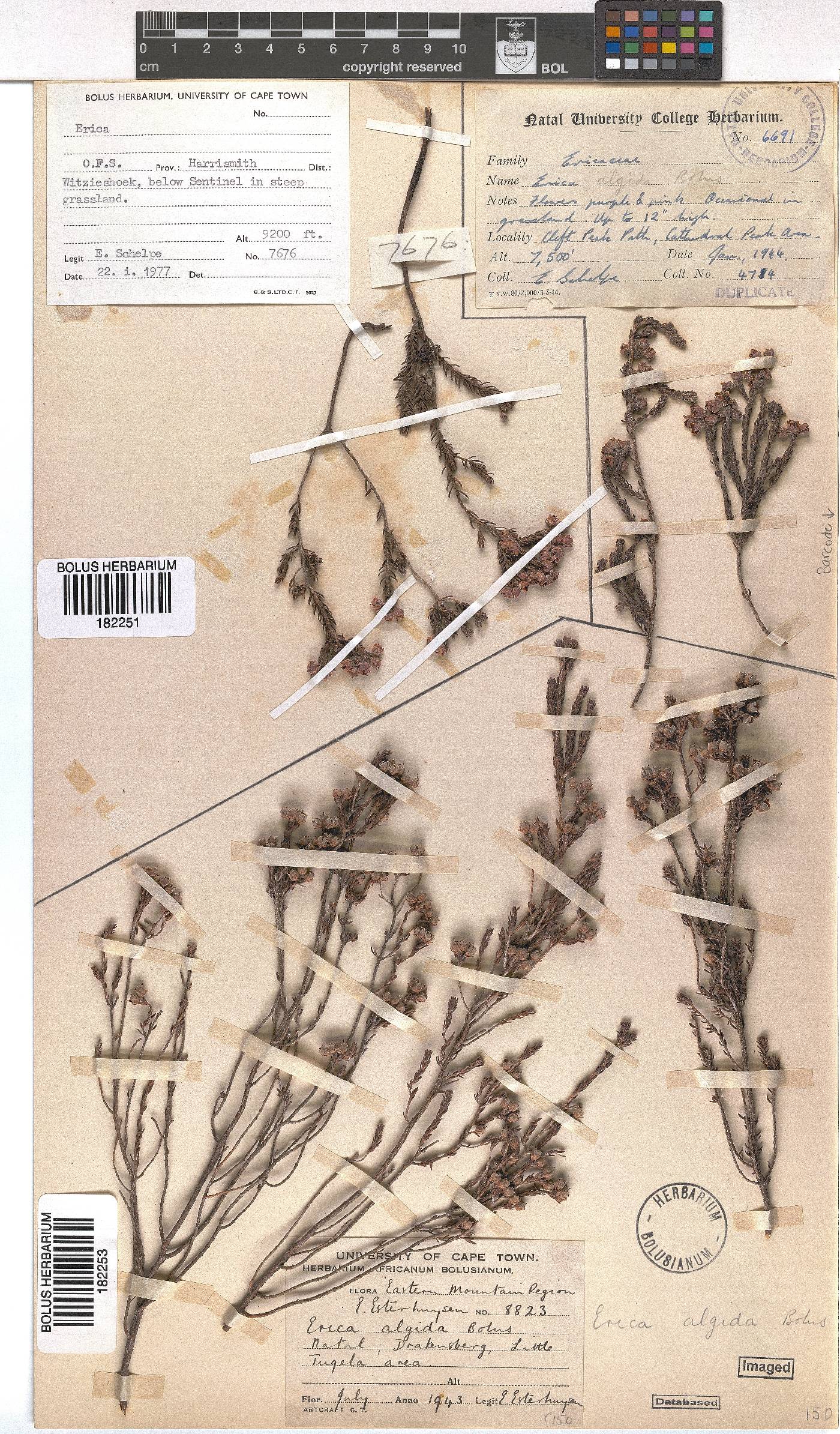 Erica algida image
