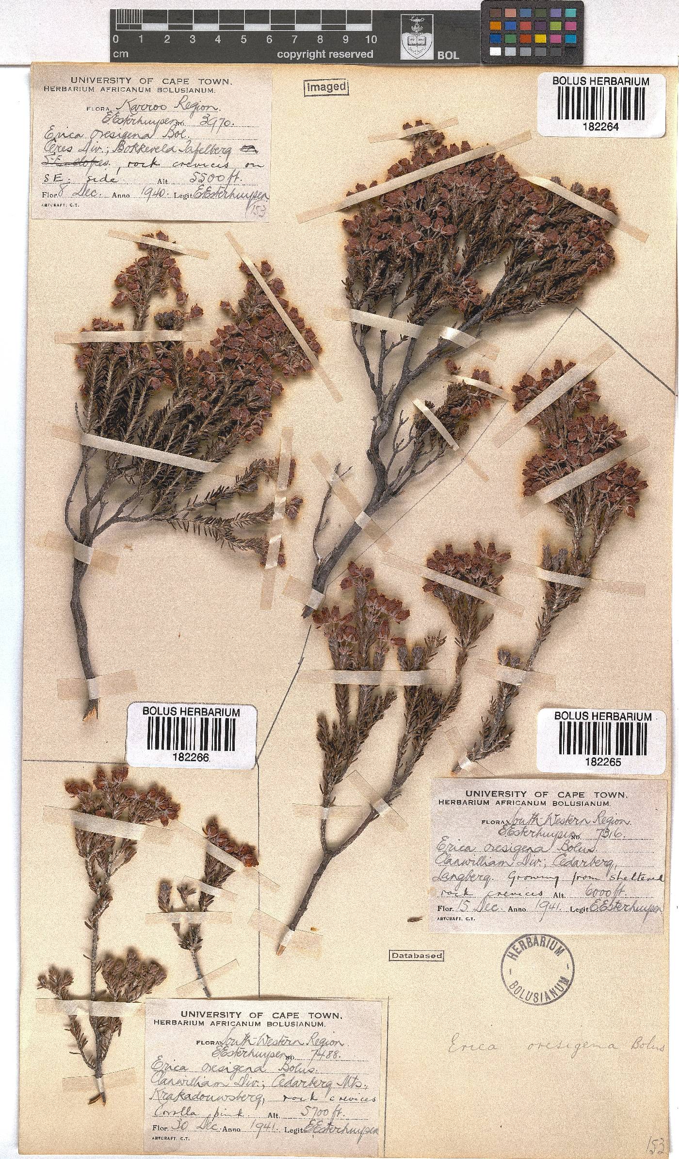 Erica oresigena image