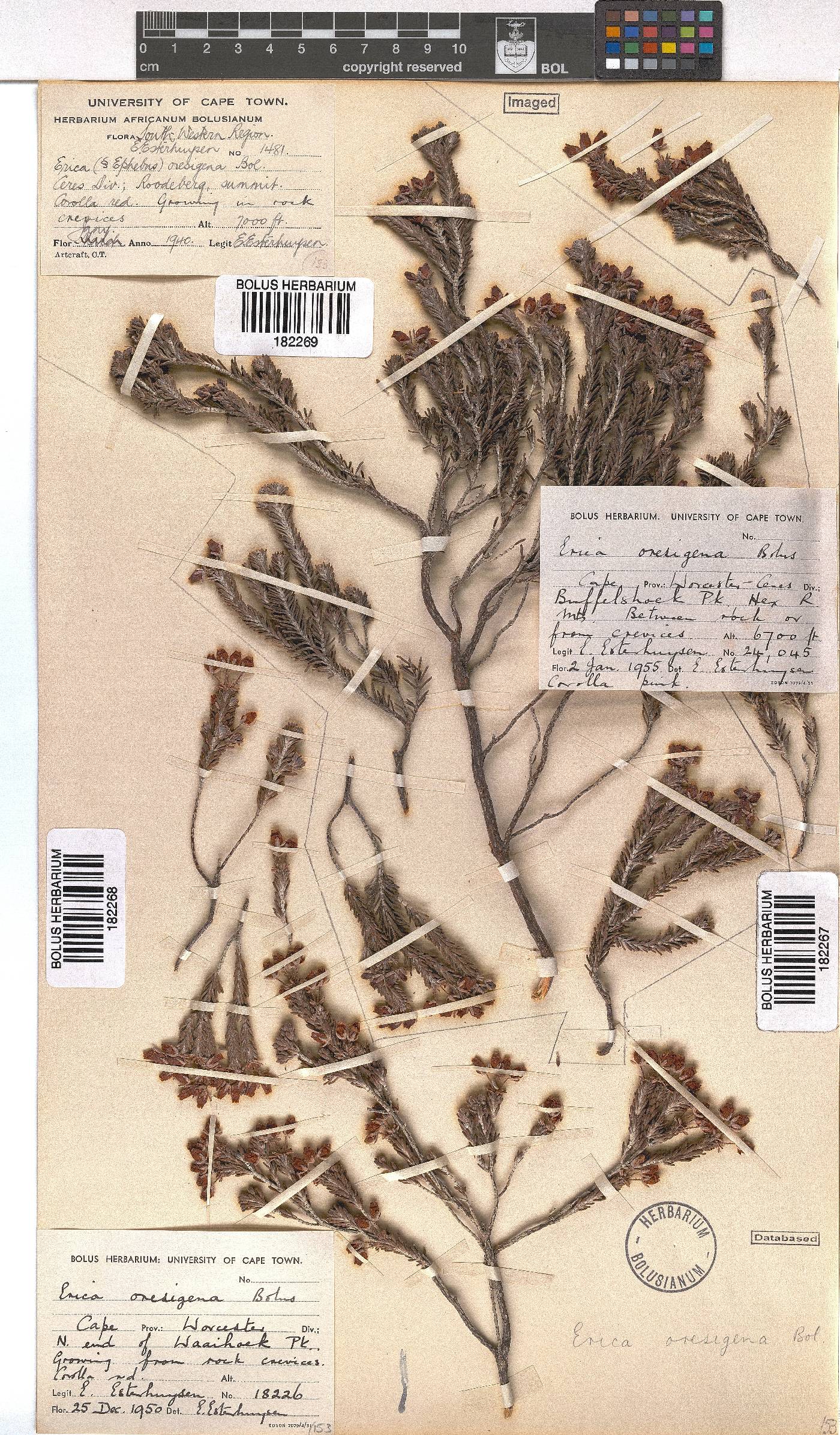 Erica oresigena image