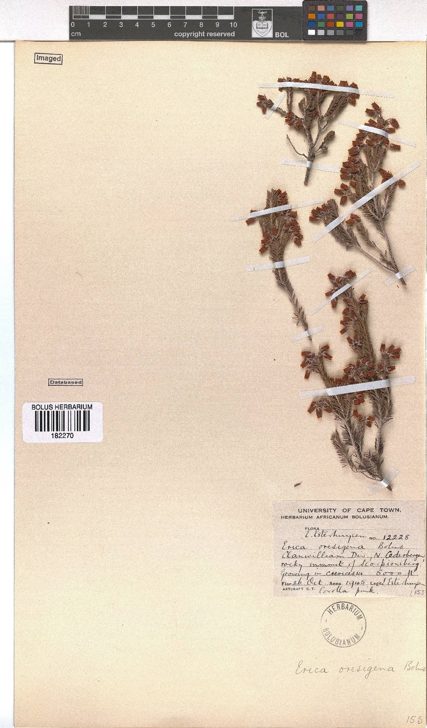 Erica oresigena image