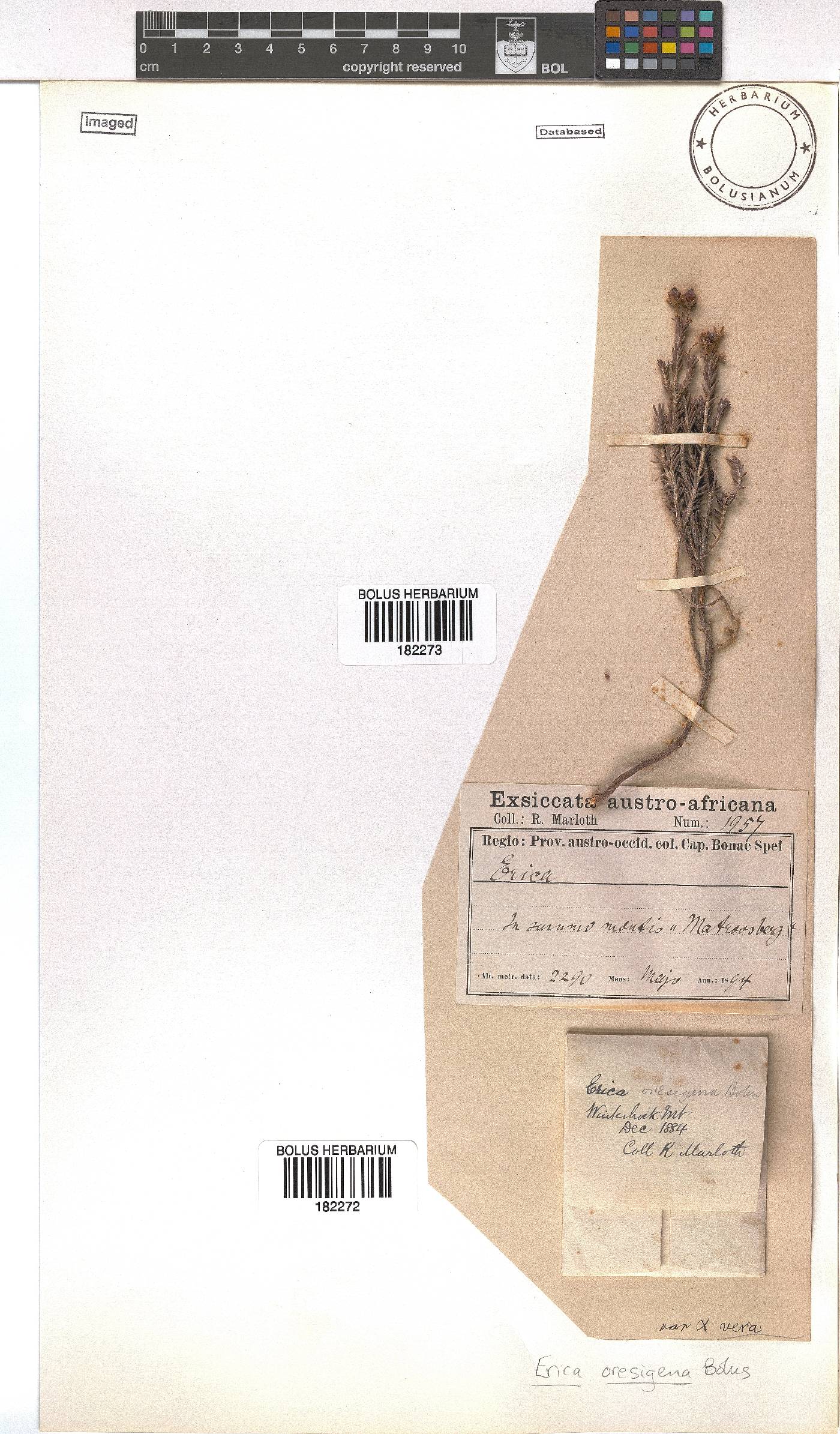 Erica oresigena image