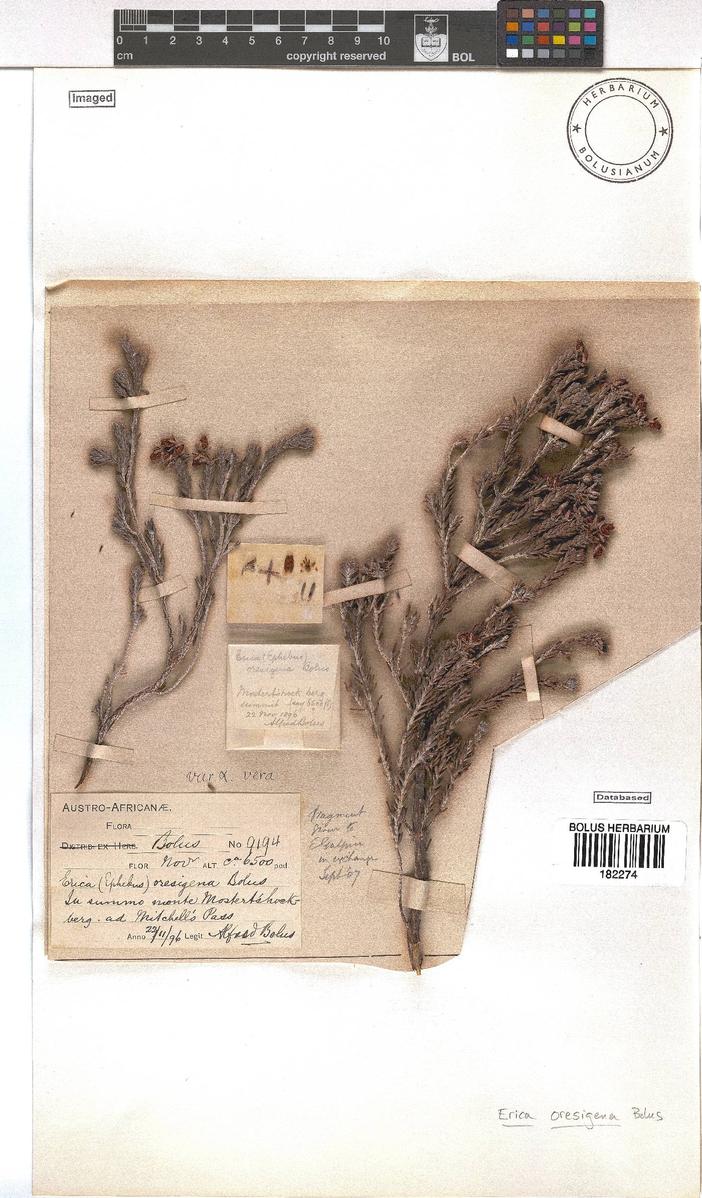 Erica oresigena image