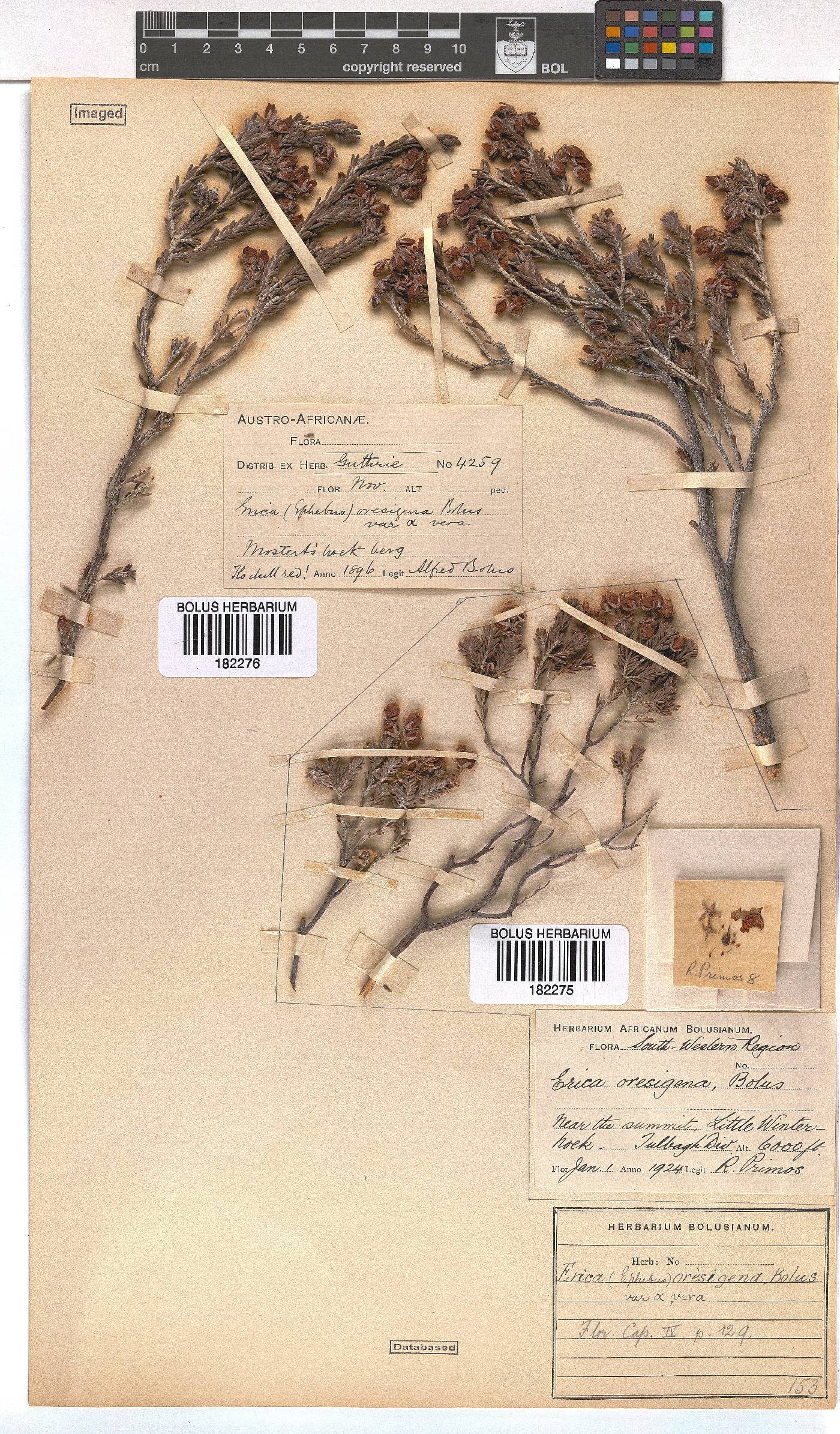 Erica oresigena image