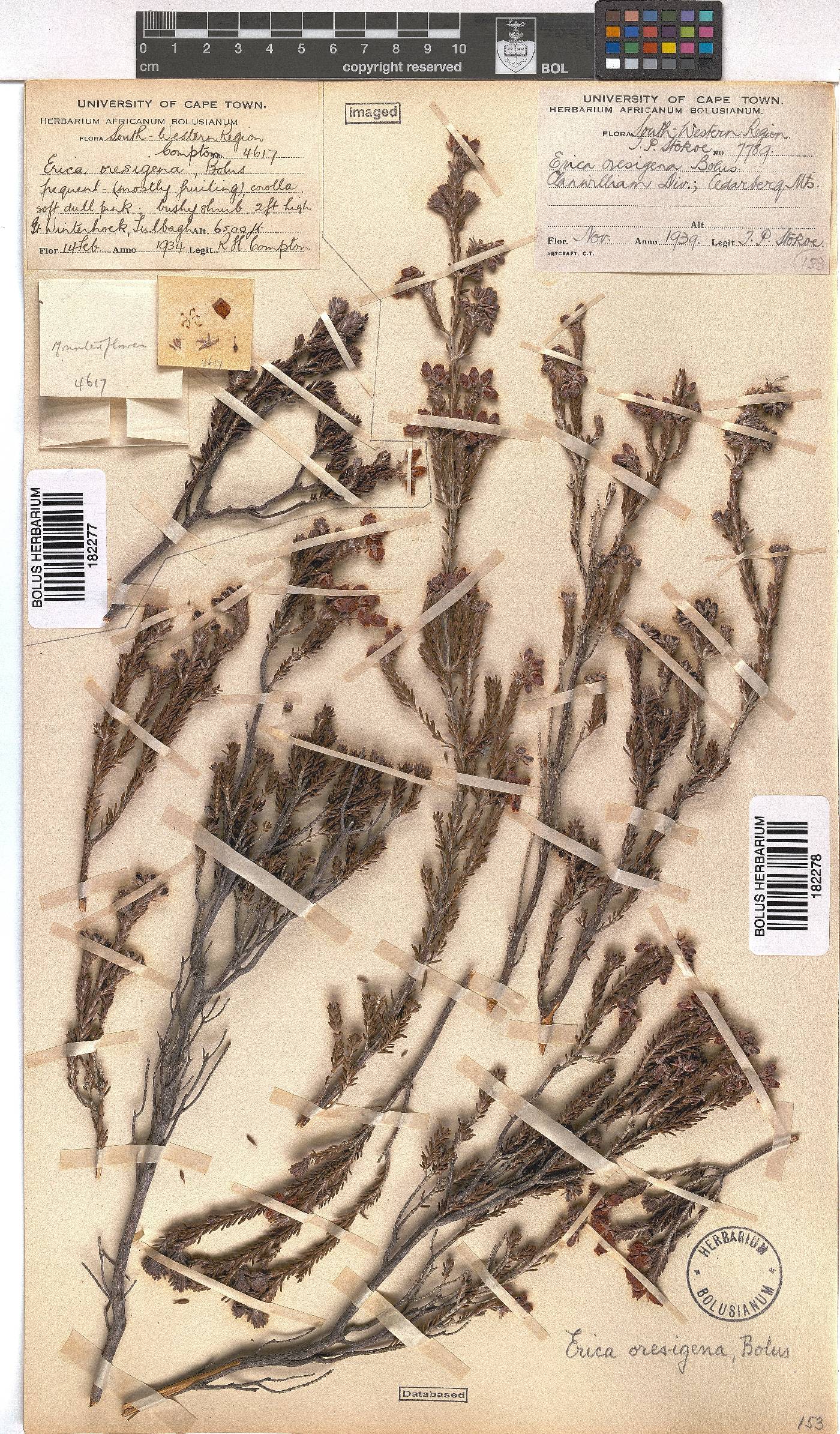 Erica oresigena image