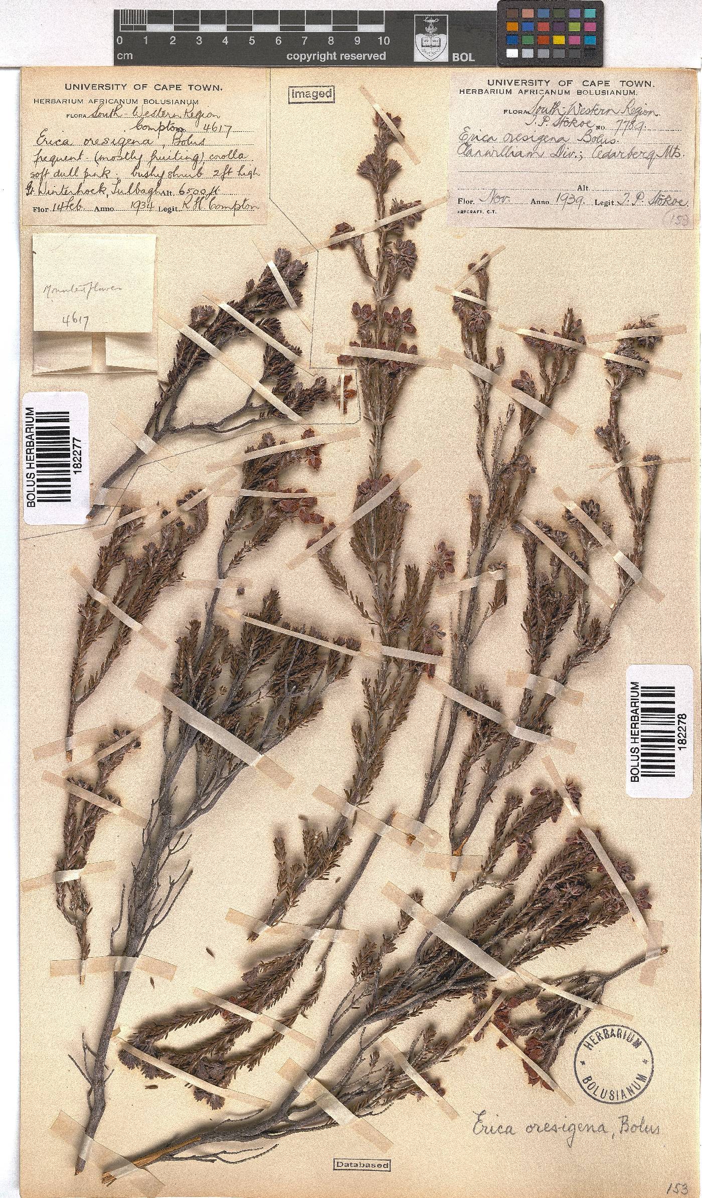 Erica oresigena image