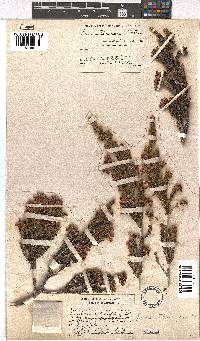 Erica flanaganii image