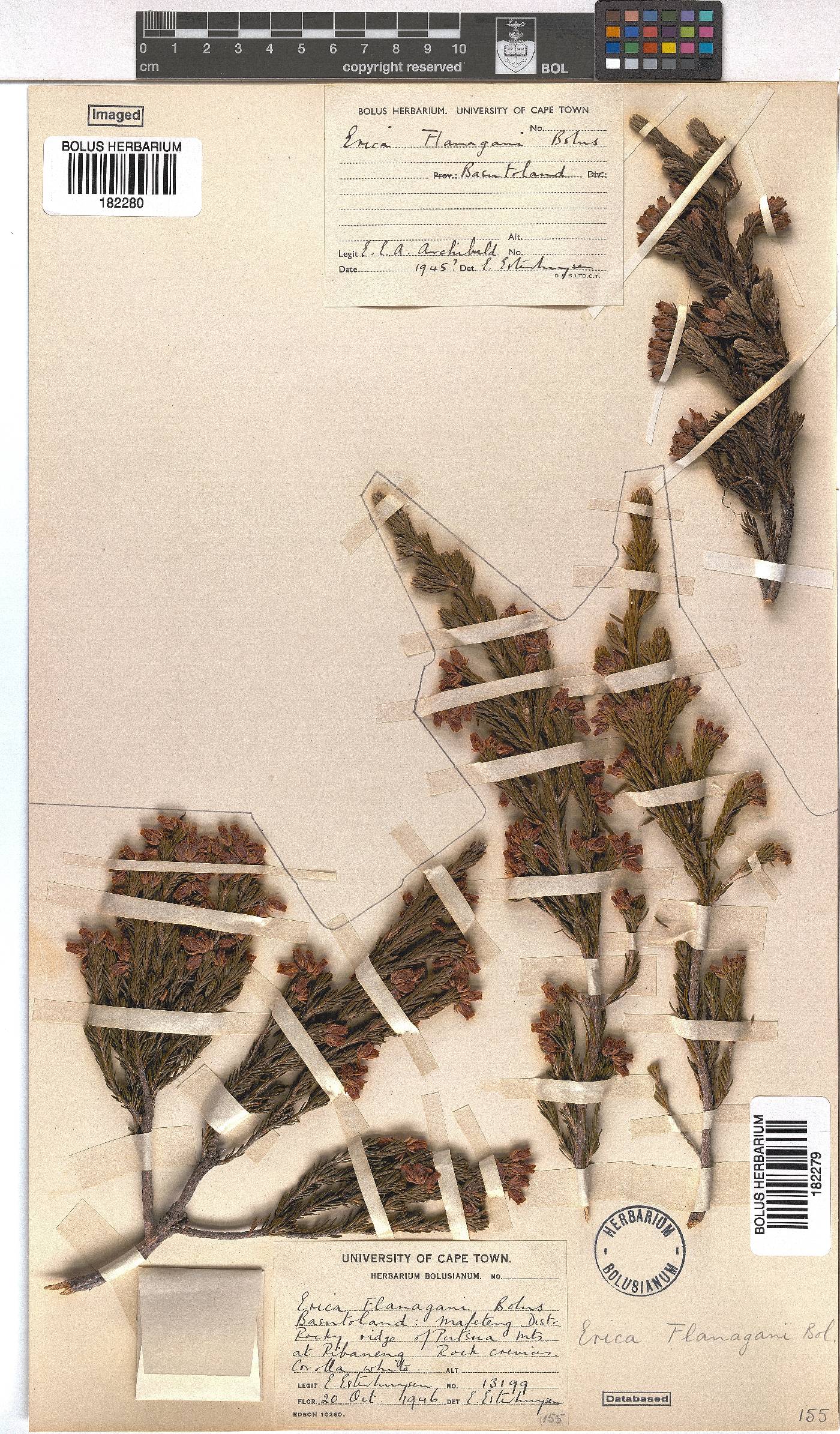 Erica flanaganii image