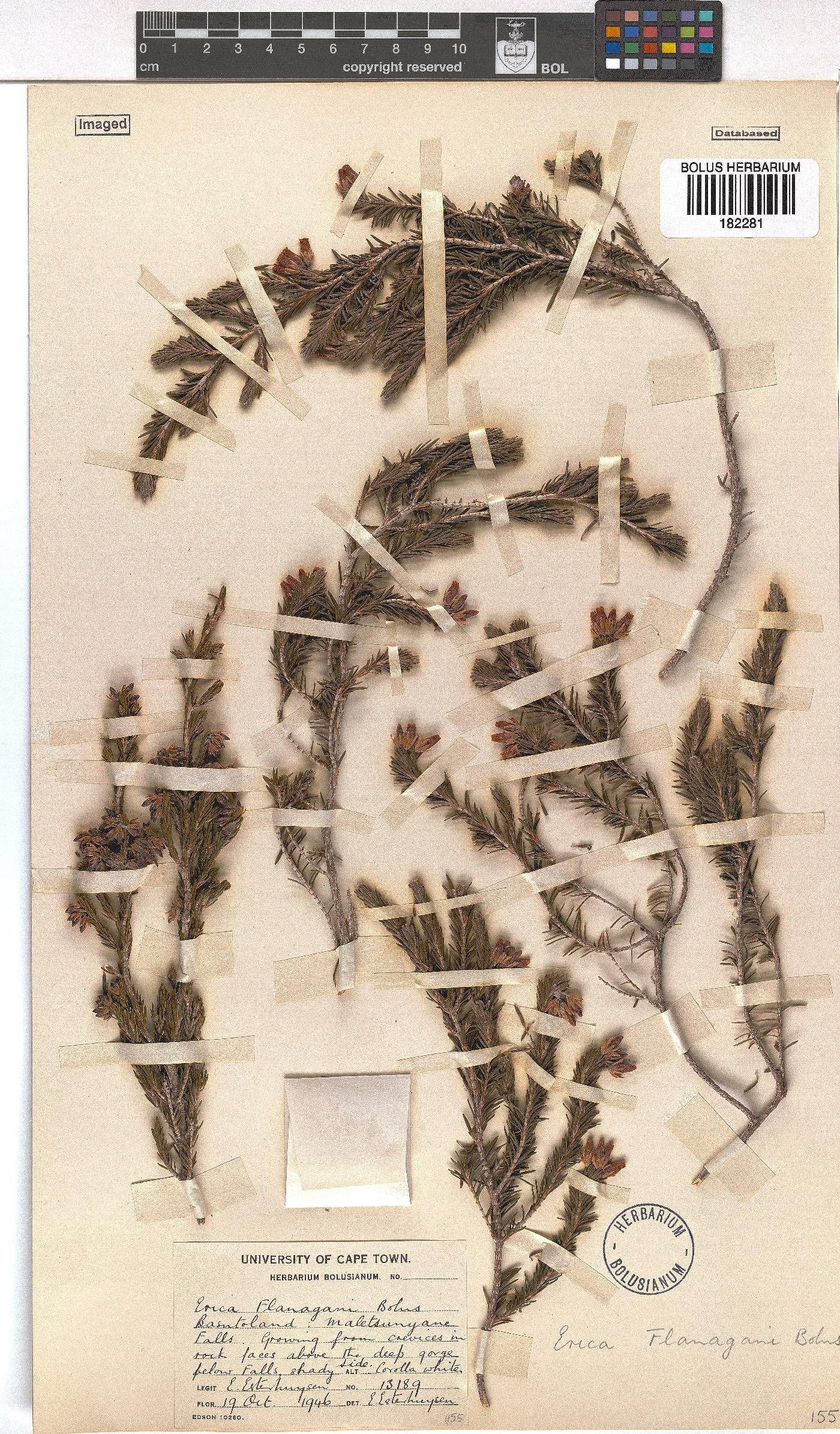 Erica flanaganii image