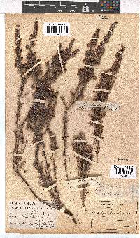 Erica hirtiflora image