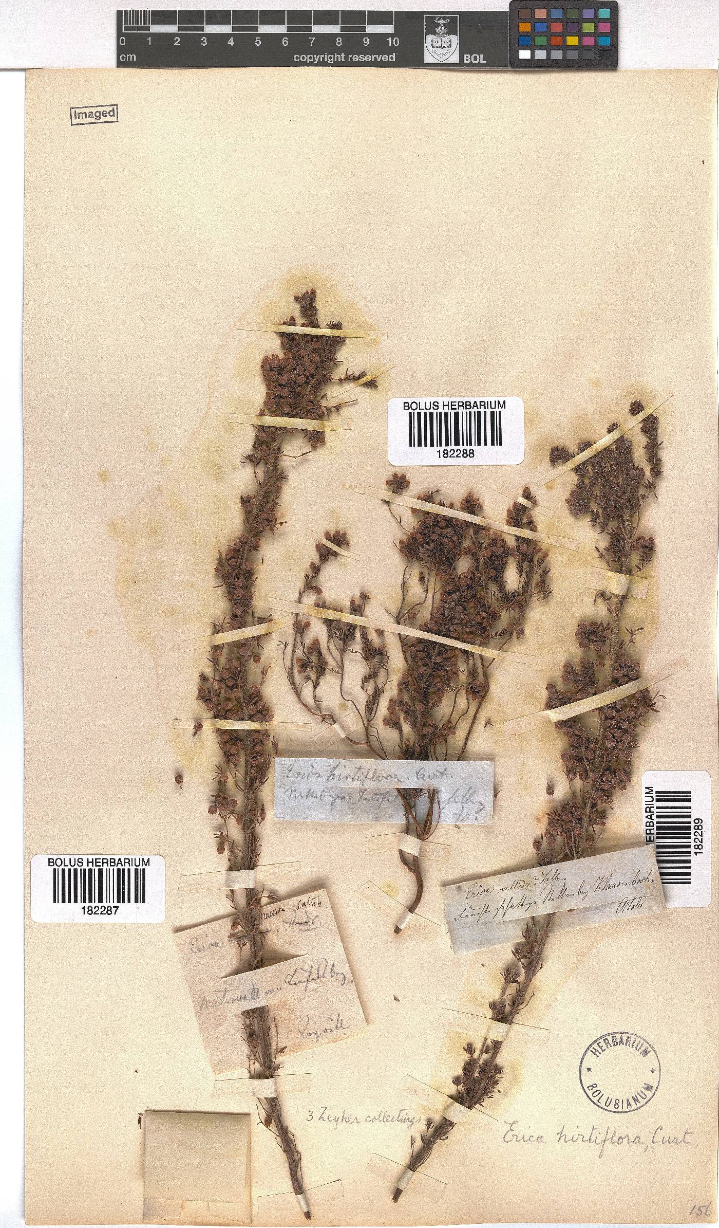 Erica hirtiflora image