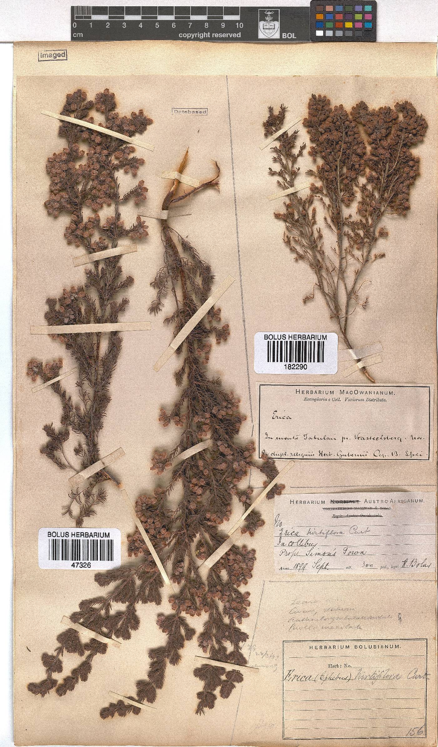 Erica hirtiflora image