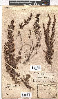 Erica hirtiflora image