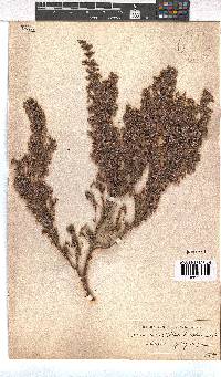 Erica hirtiflora image