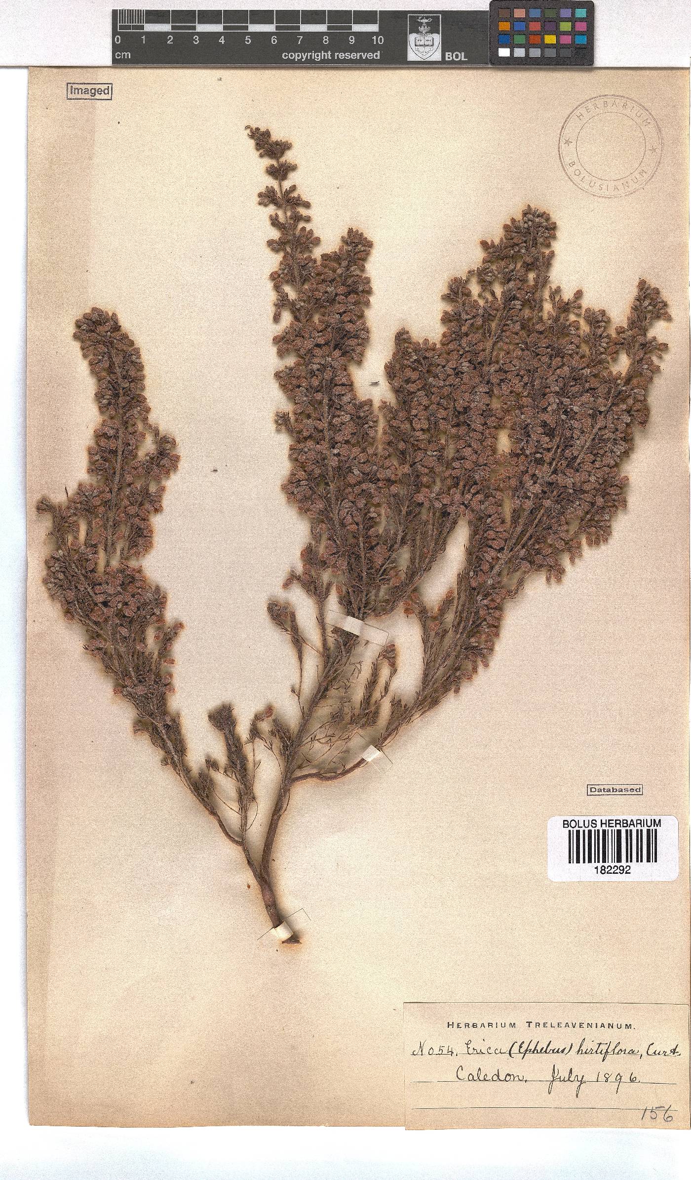 Erica hirtiflora image