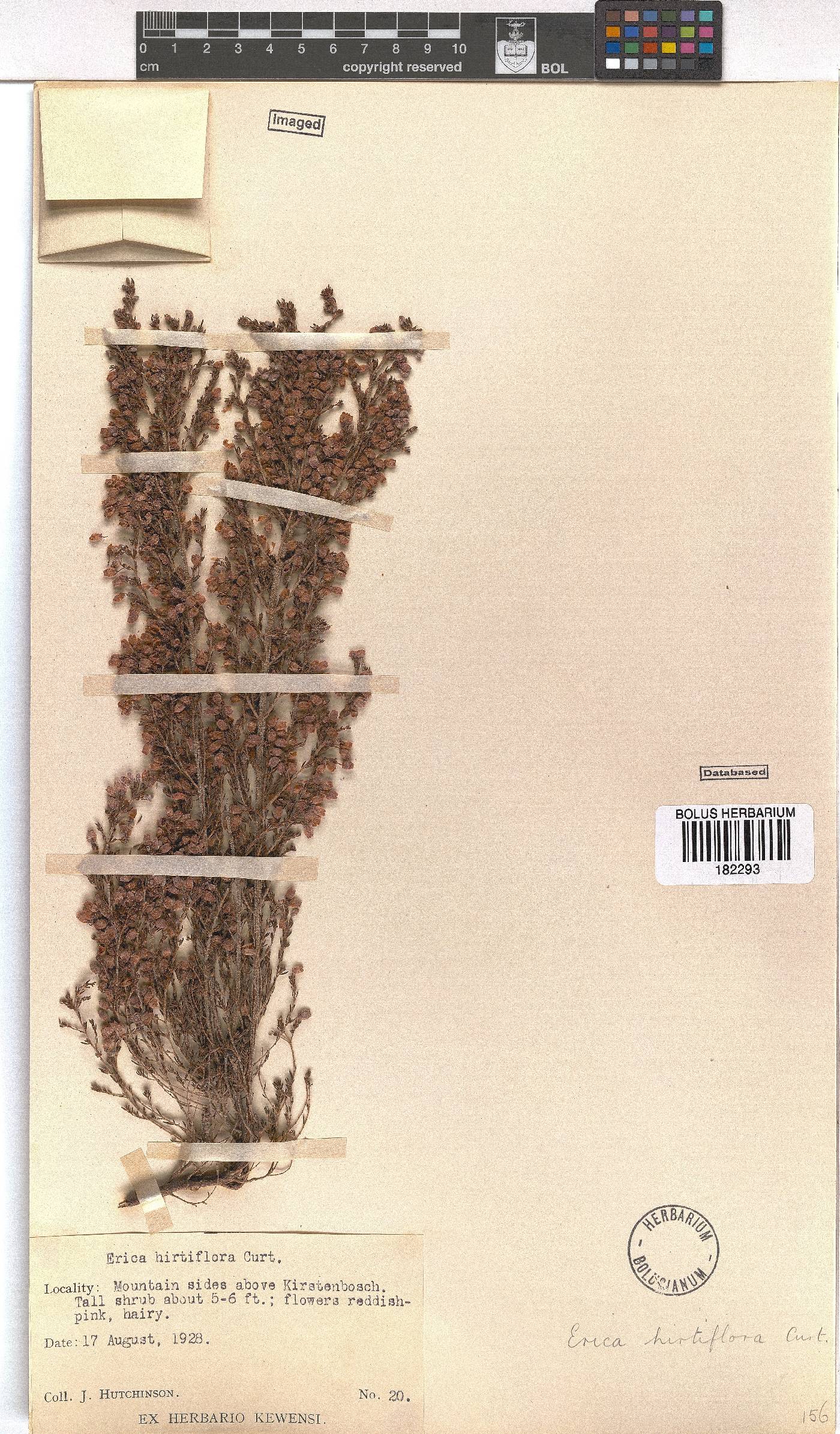 Erica hirtiflora image