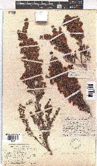 Erica hirtiflora image