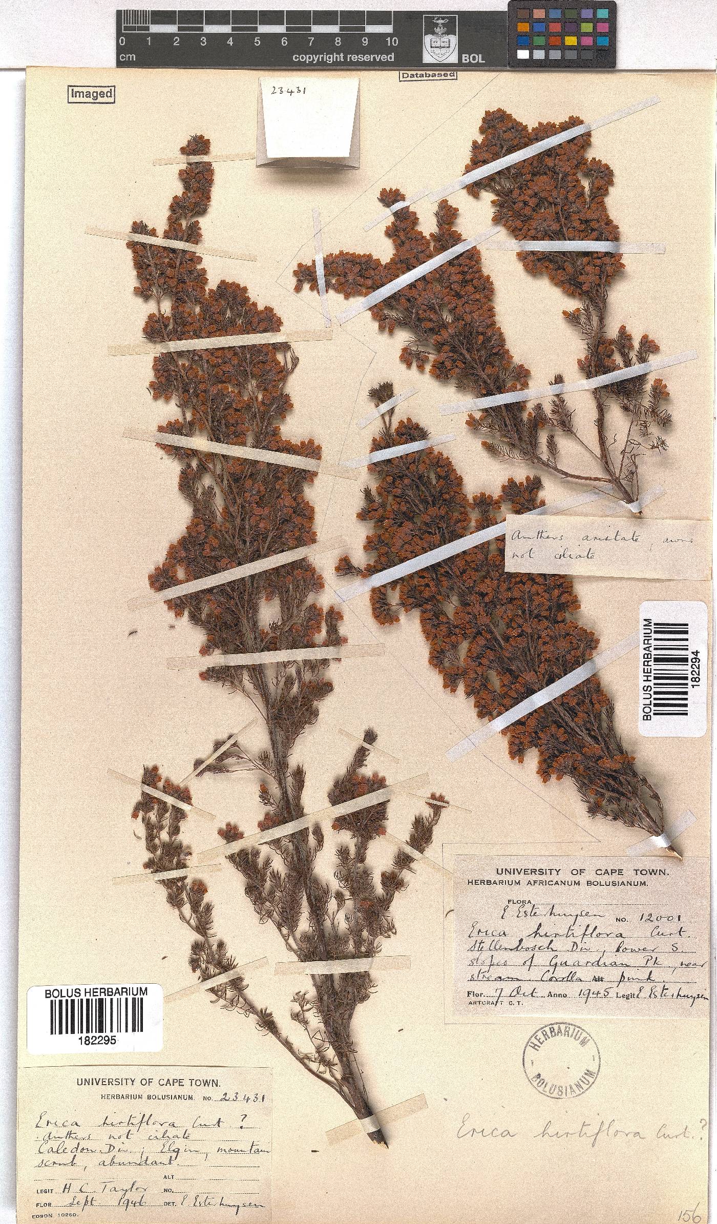 Erica hirtiflora image