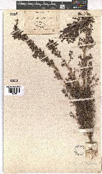 Erica hirtiflora image