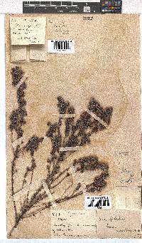 Erica hirtiflora image