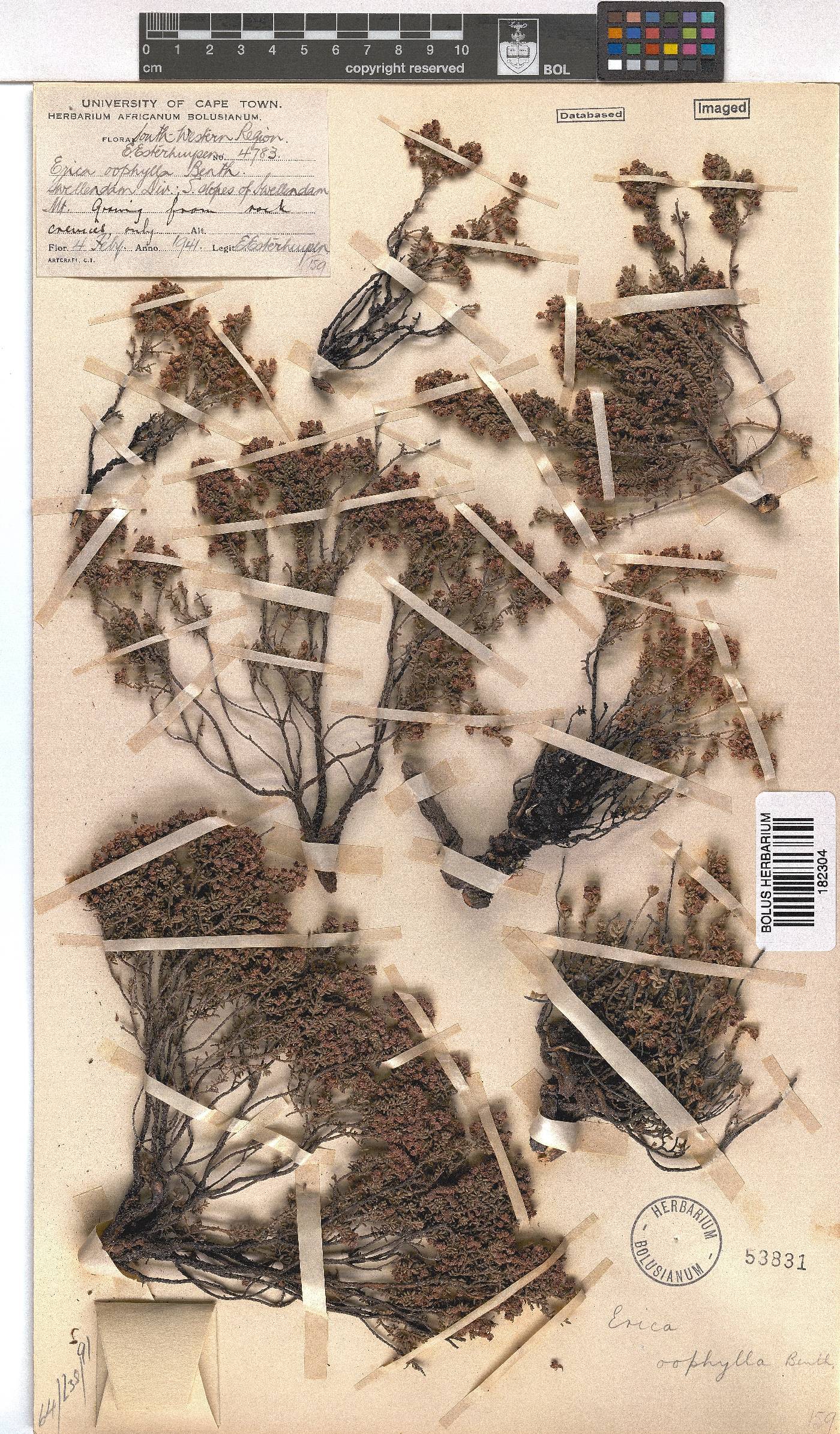 Erica oophylla image