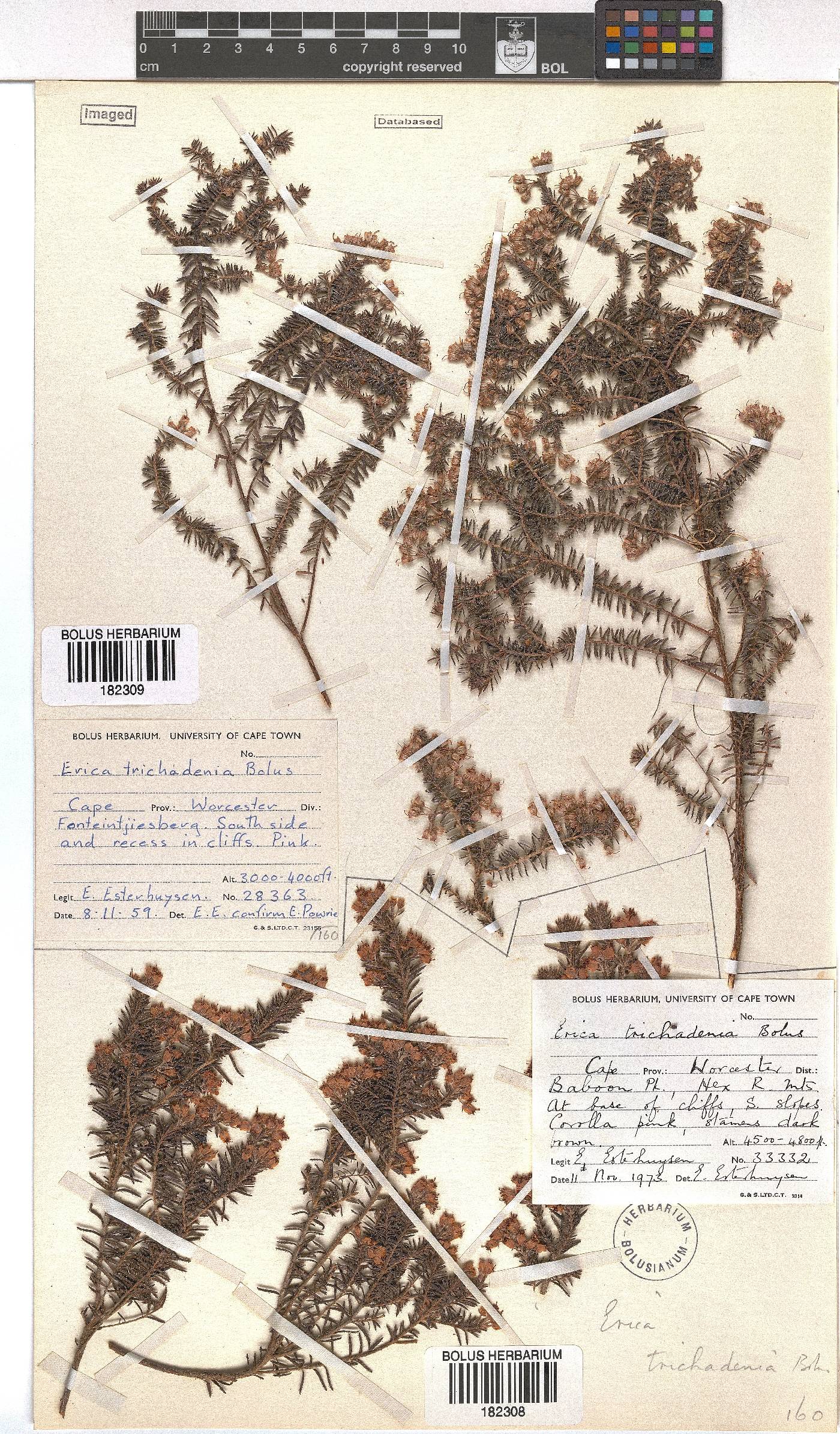 Erica trichadenia image