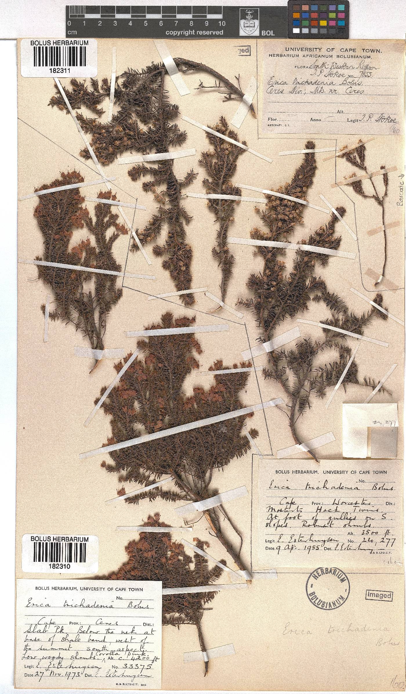 Erica trichadenia image