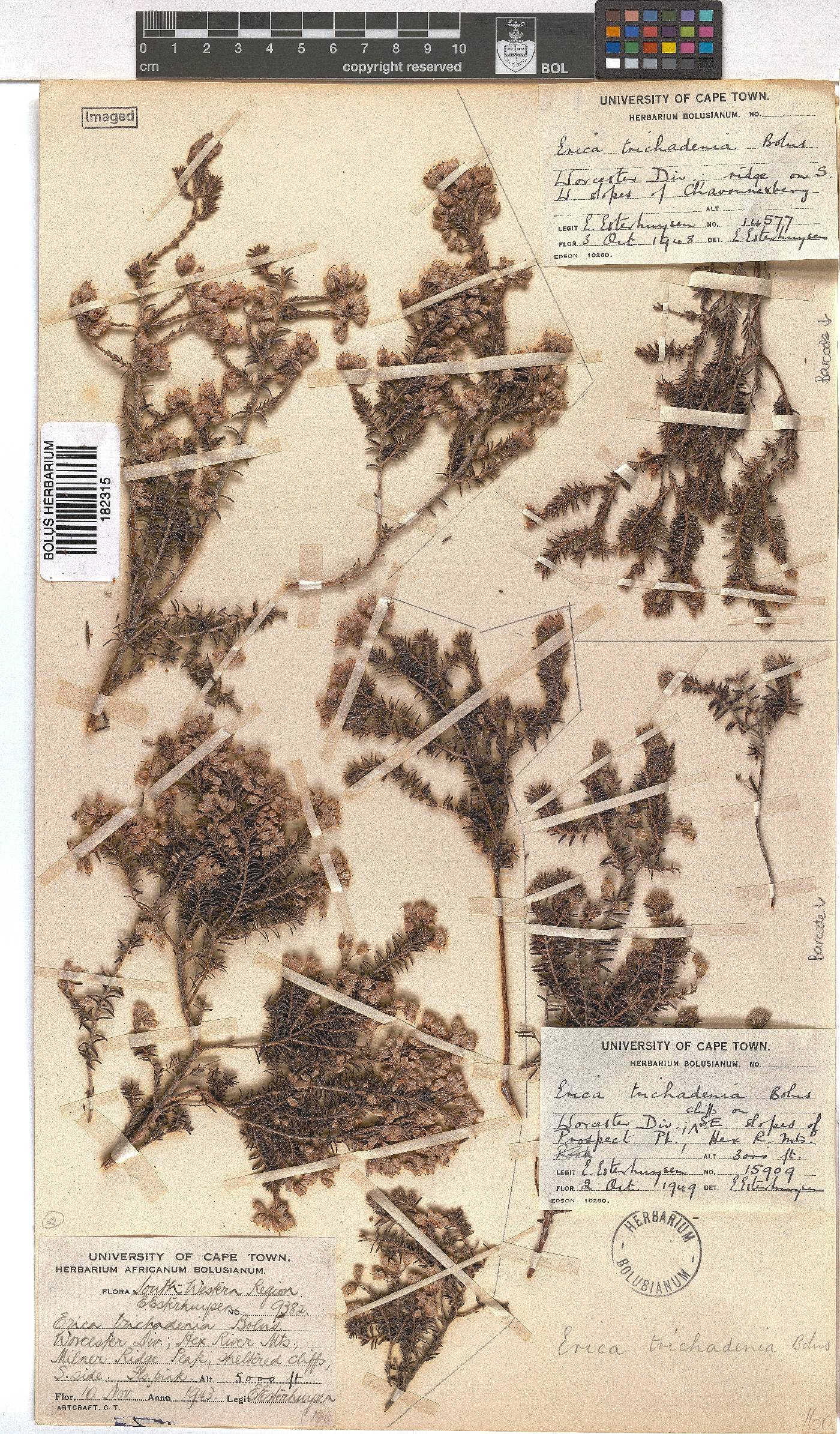 Erica trichadenia image