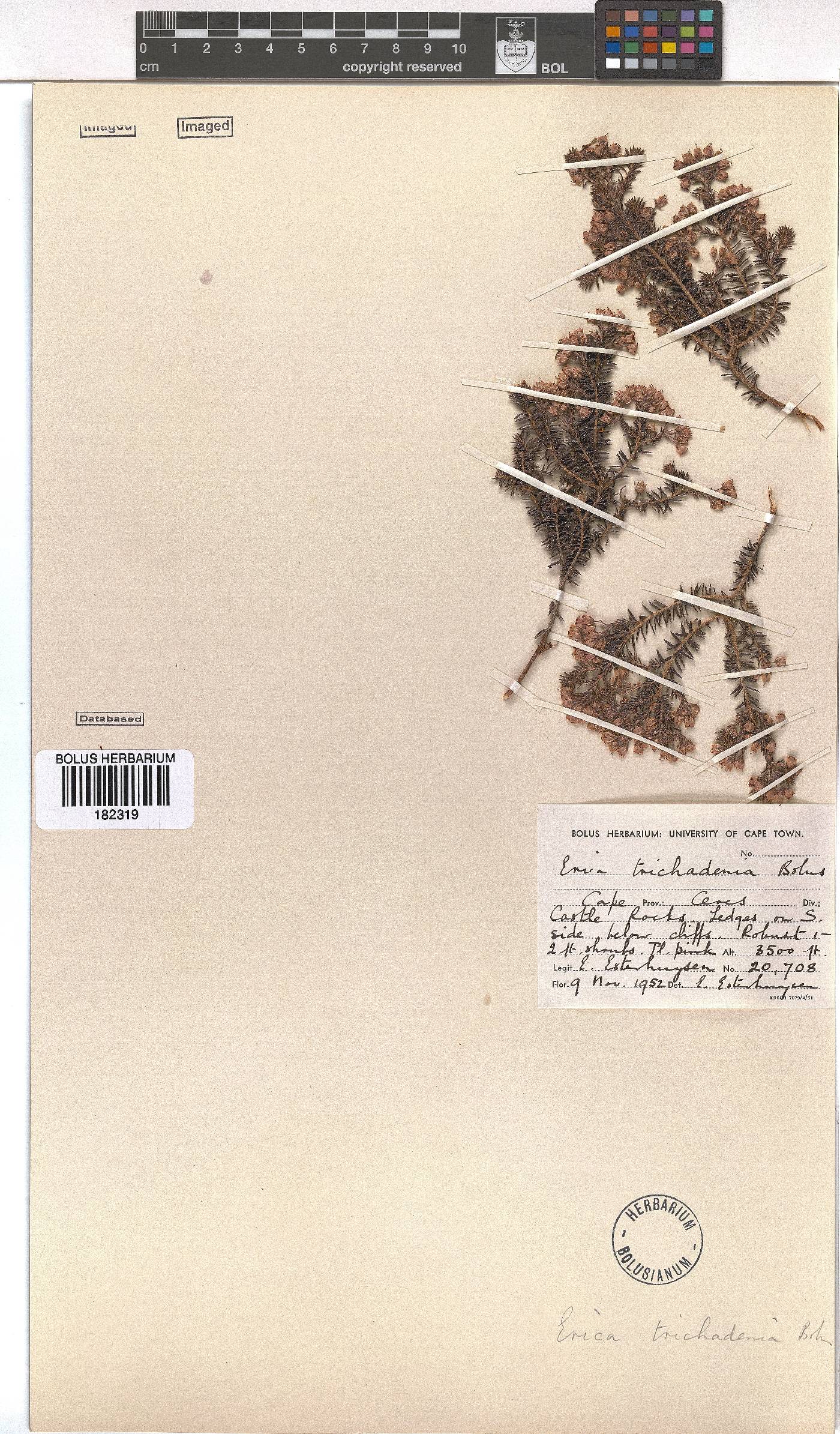 Erica trichadenia image