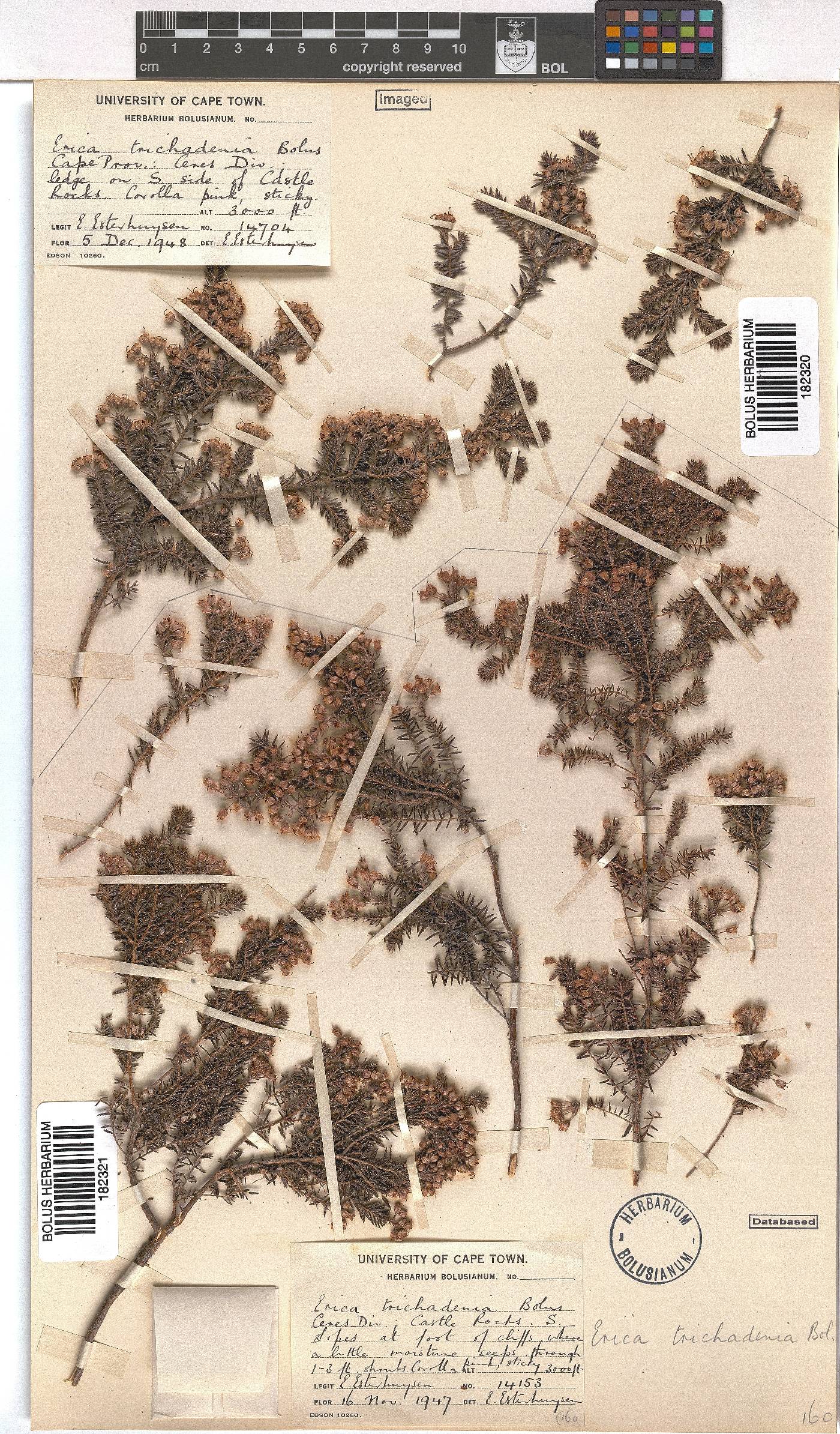 Erica trichadenia image