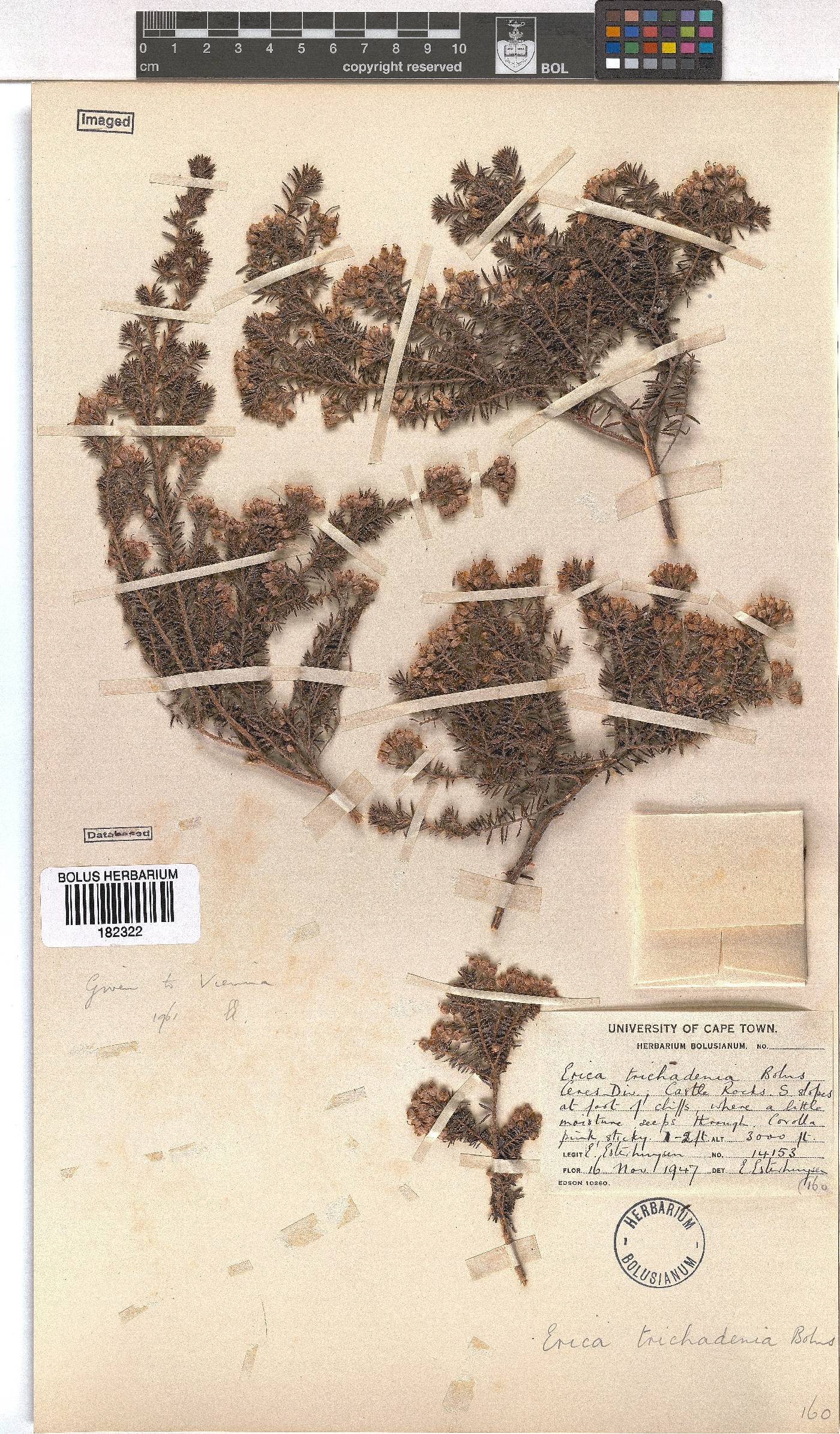 Erica trichadenia image