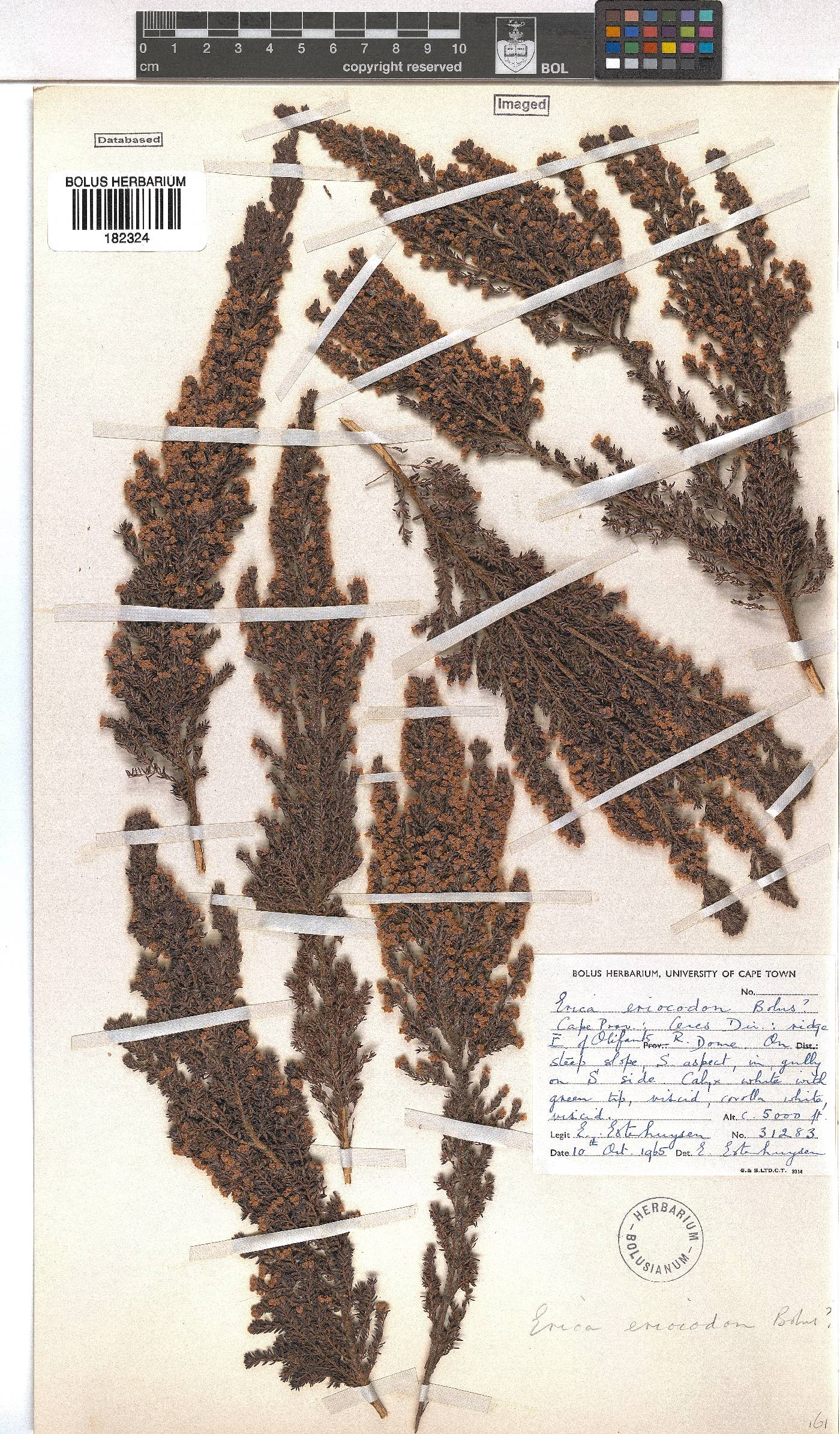 Erica eriocodon image