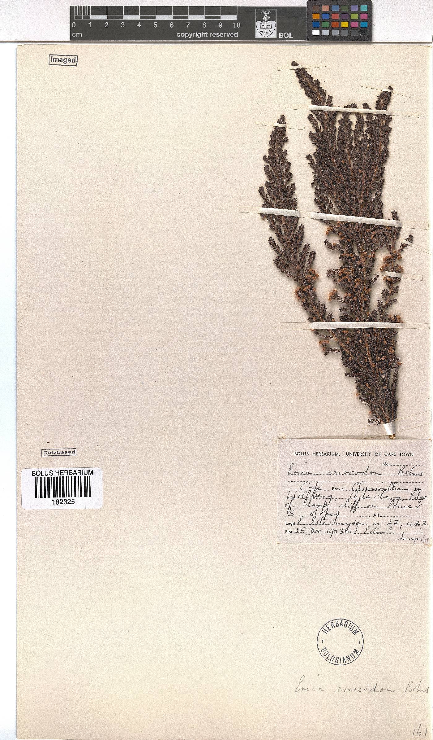 Erica eriocodon image