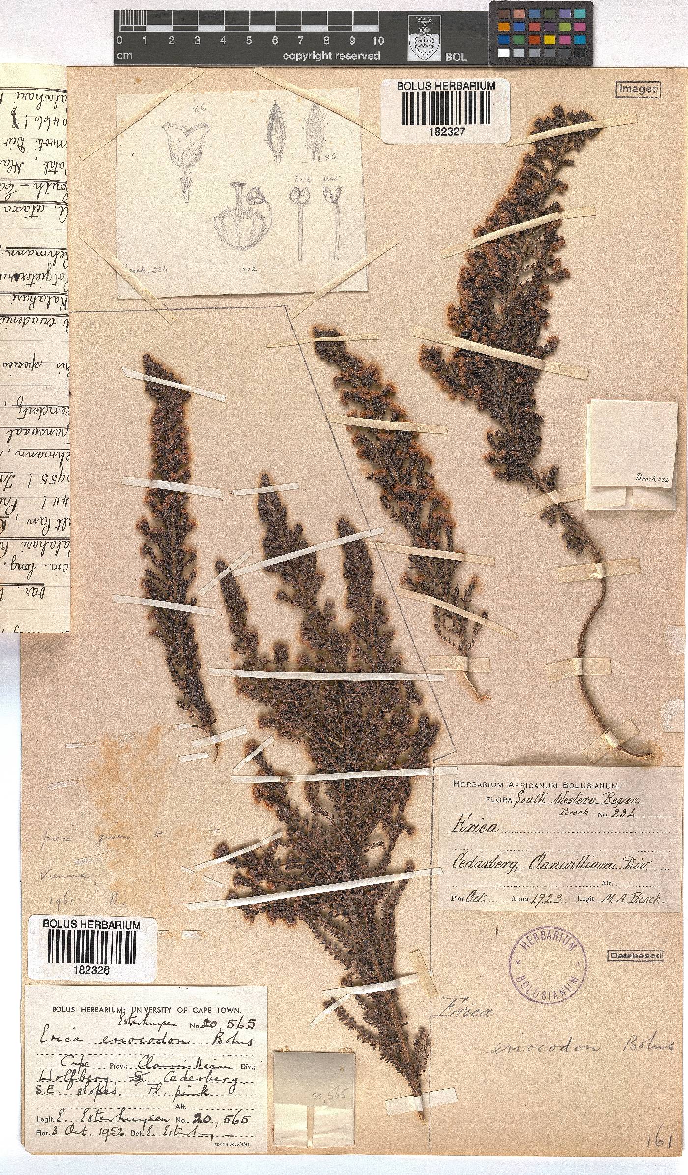 Erica eriocodon image