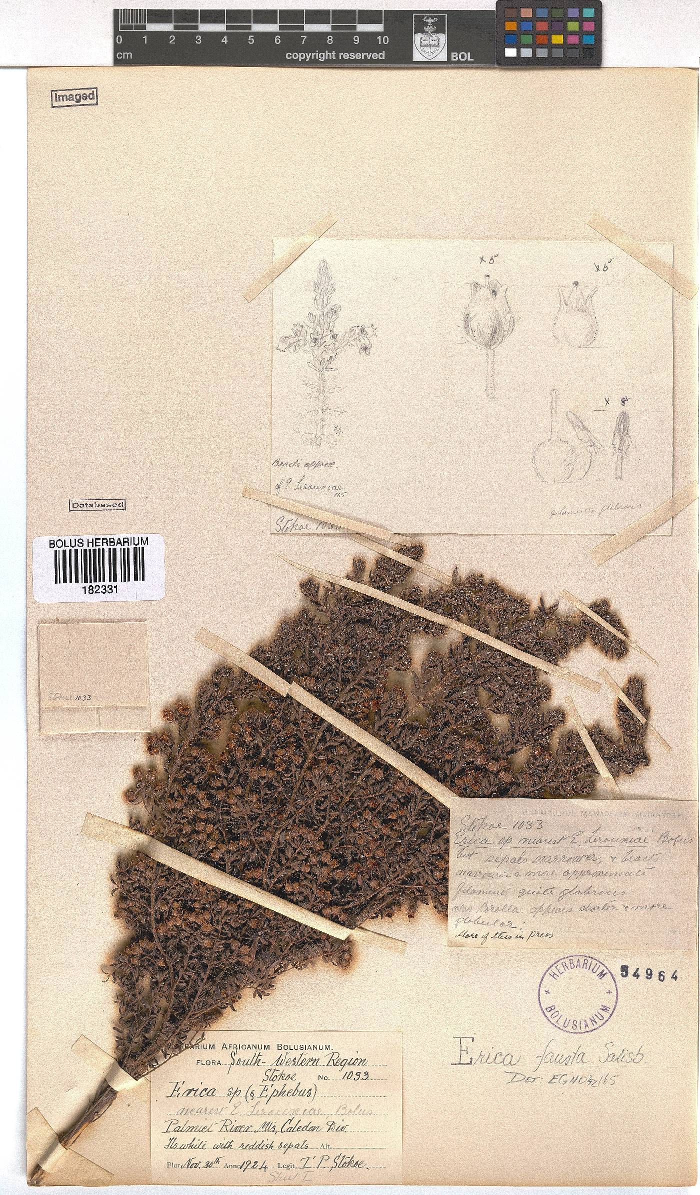 Erica fausta image