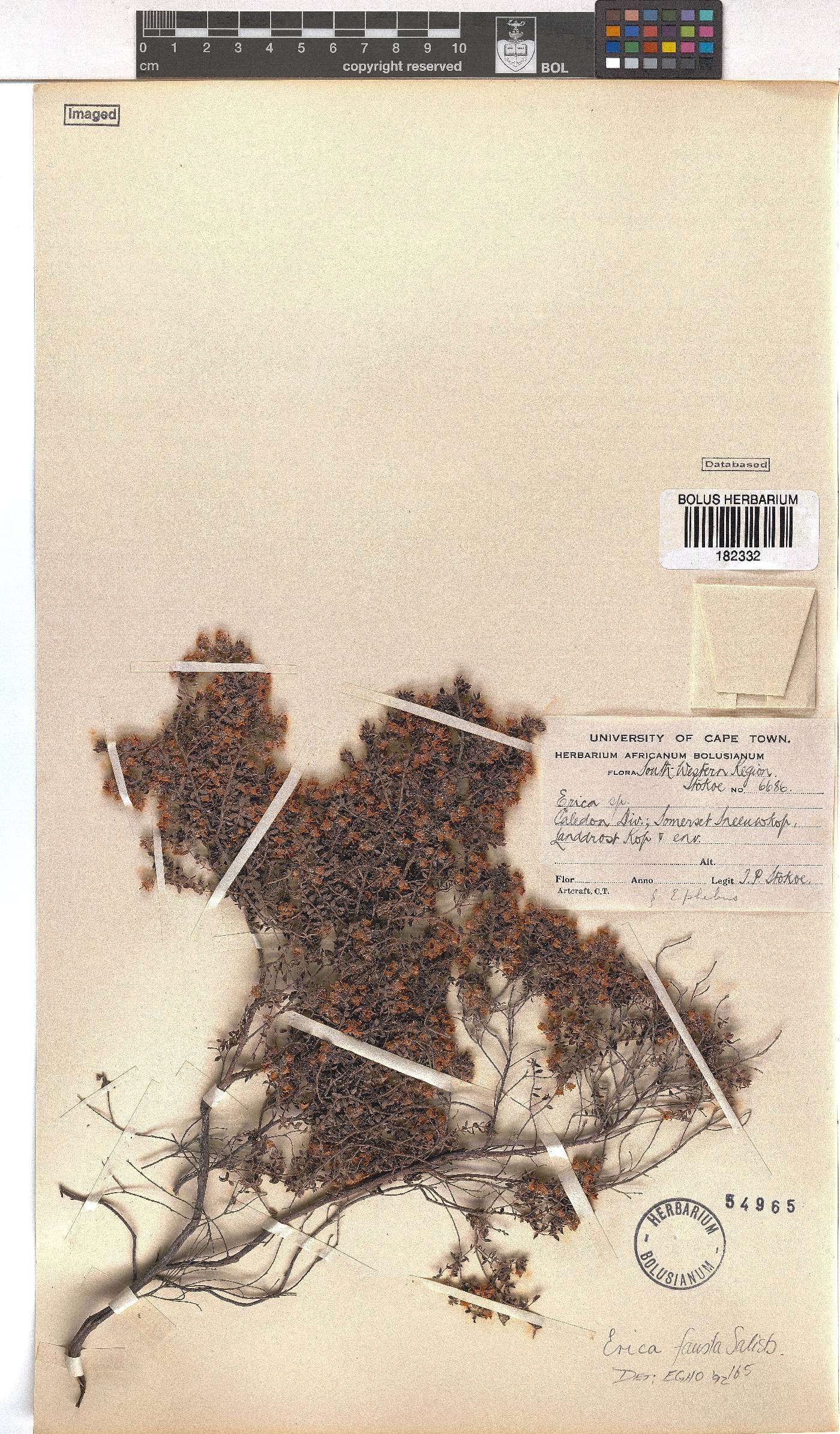 Erica fausta image