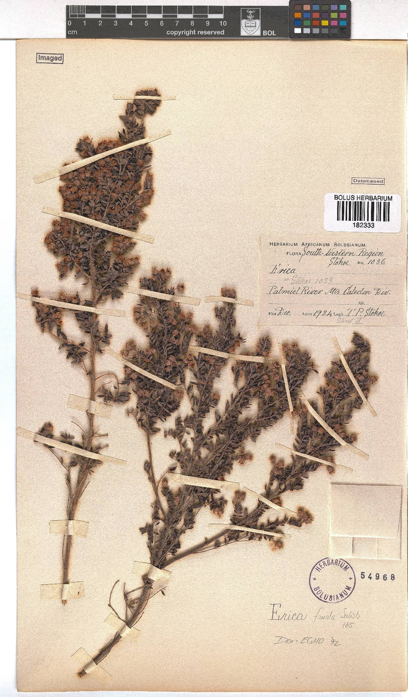 Erica fausta image