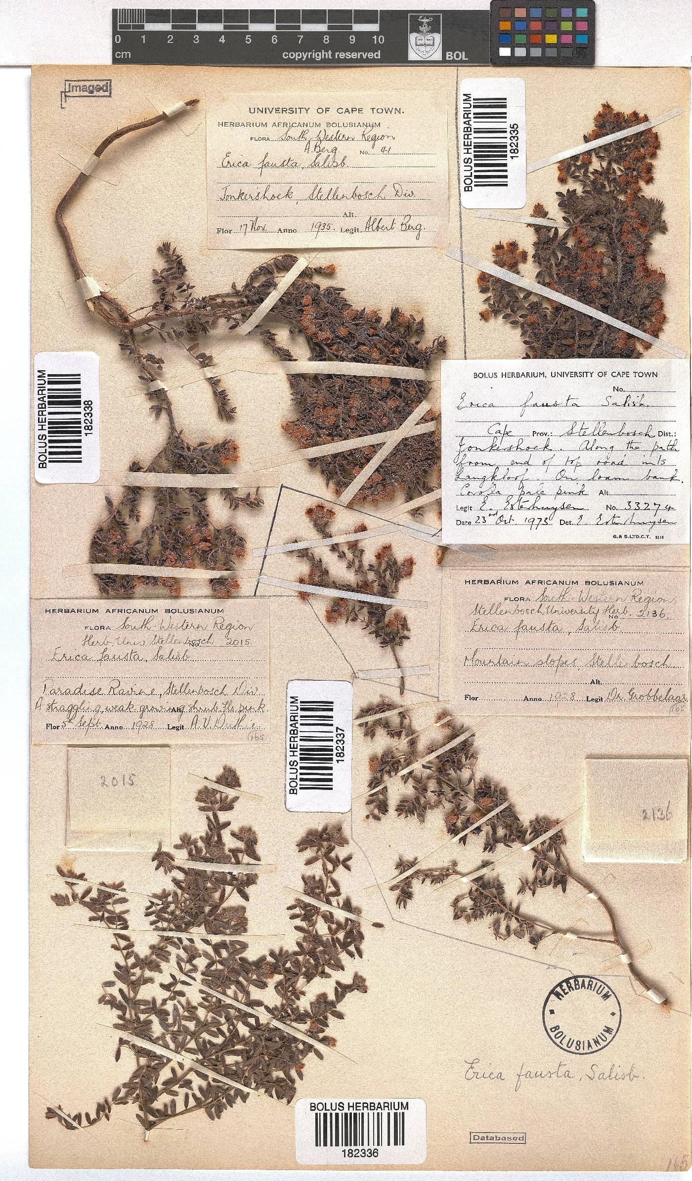 Erica fausta image