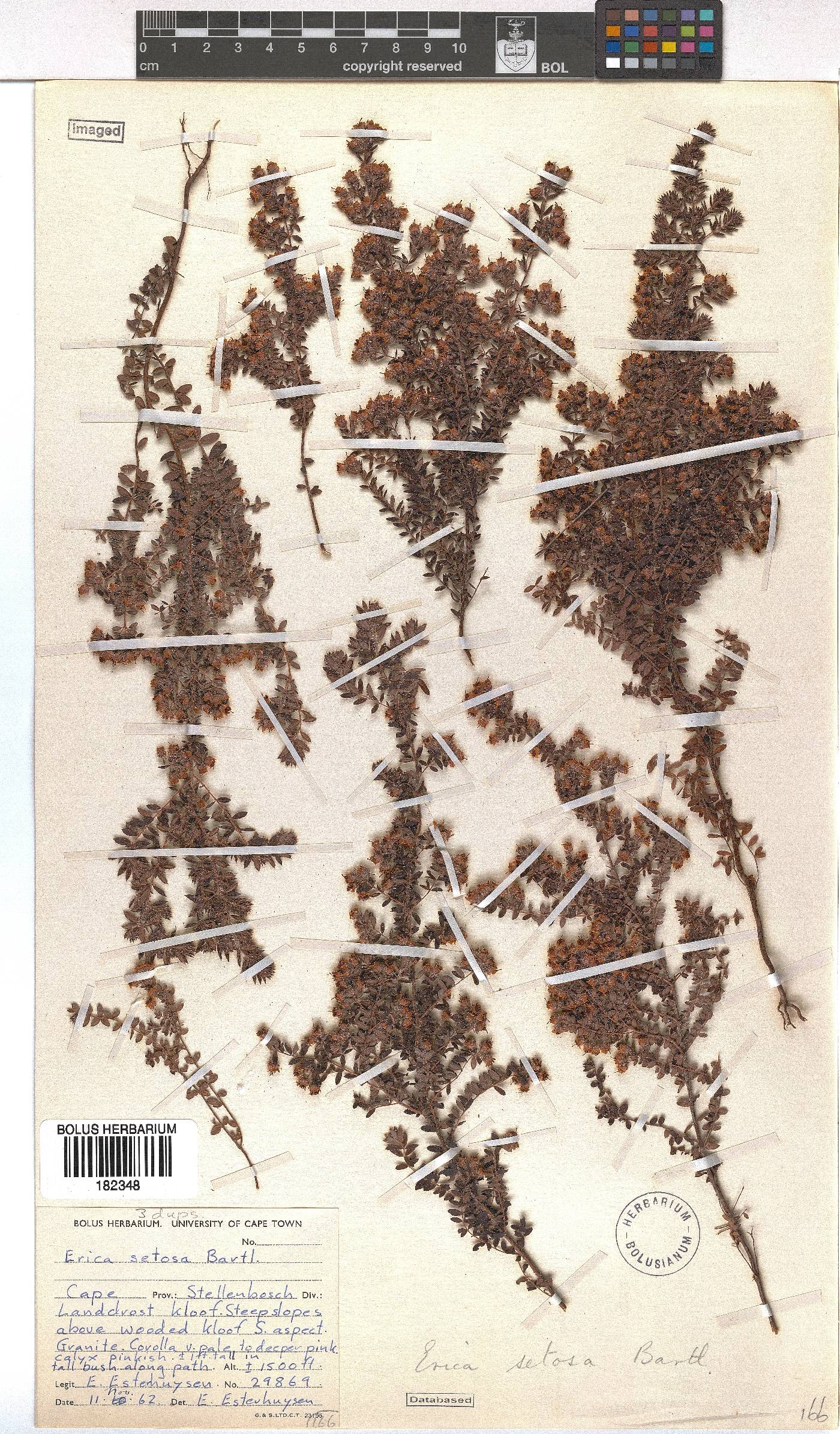 Erica setosa image