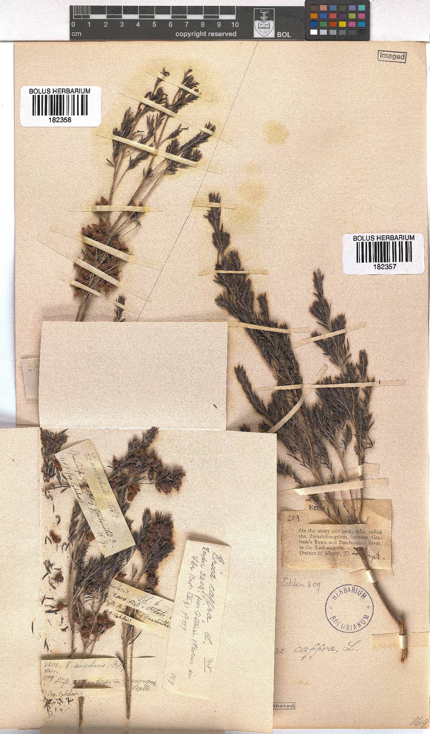 Erica afra image